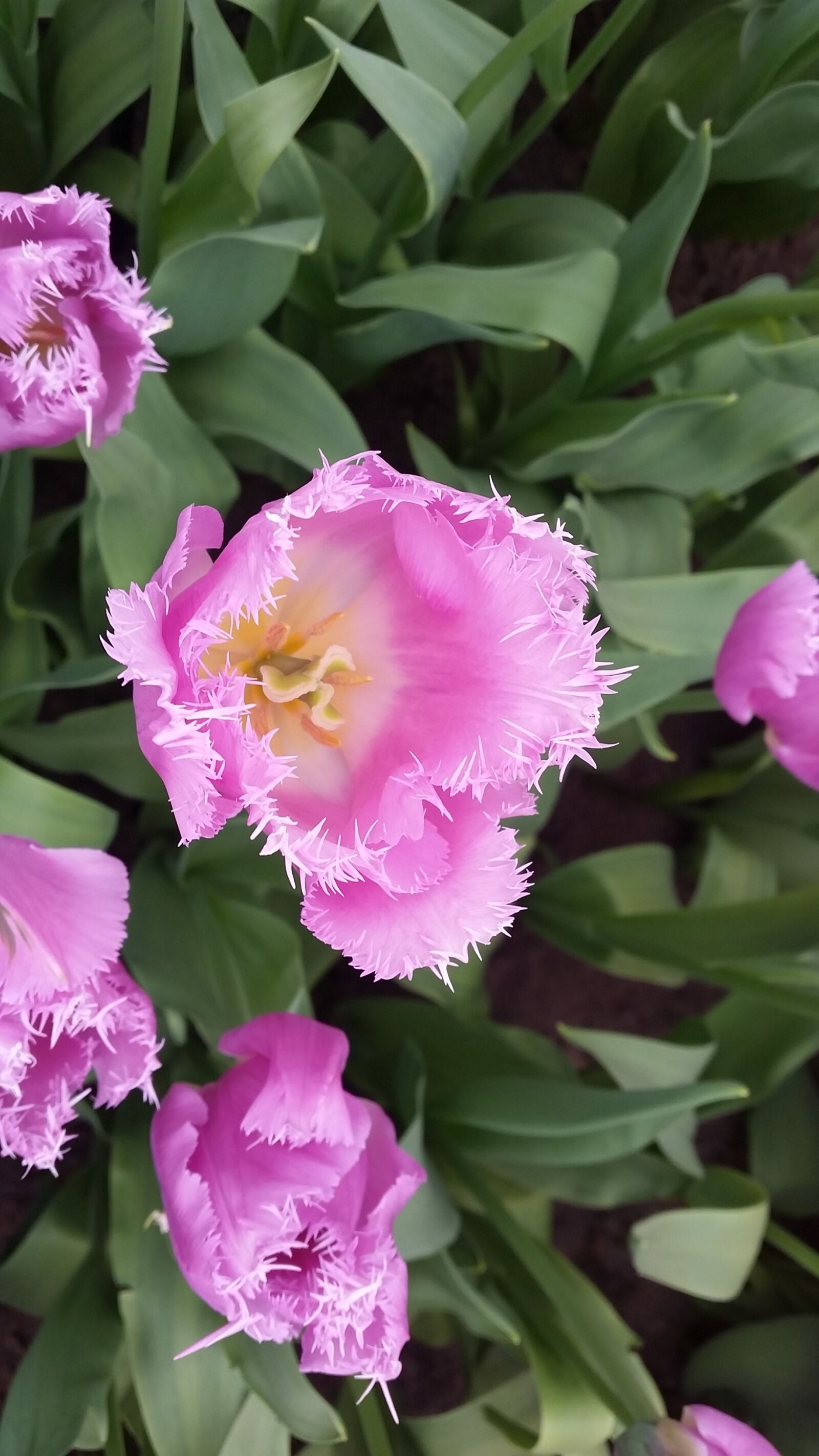 Samsung Galaxy S5 sample photo. Flower, tulip, spring photography