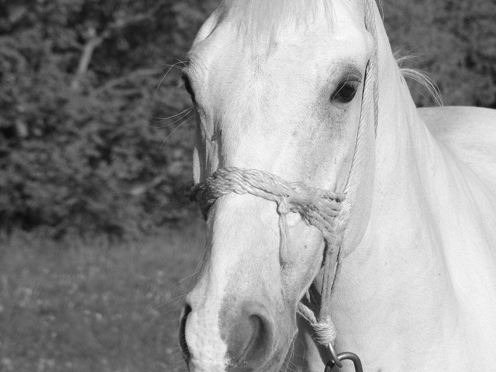 Panasonic DMC-FZ72 sample photo. Horse, animal, horse portrait photography