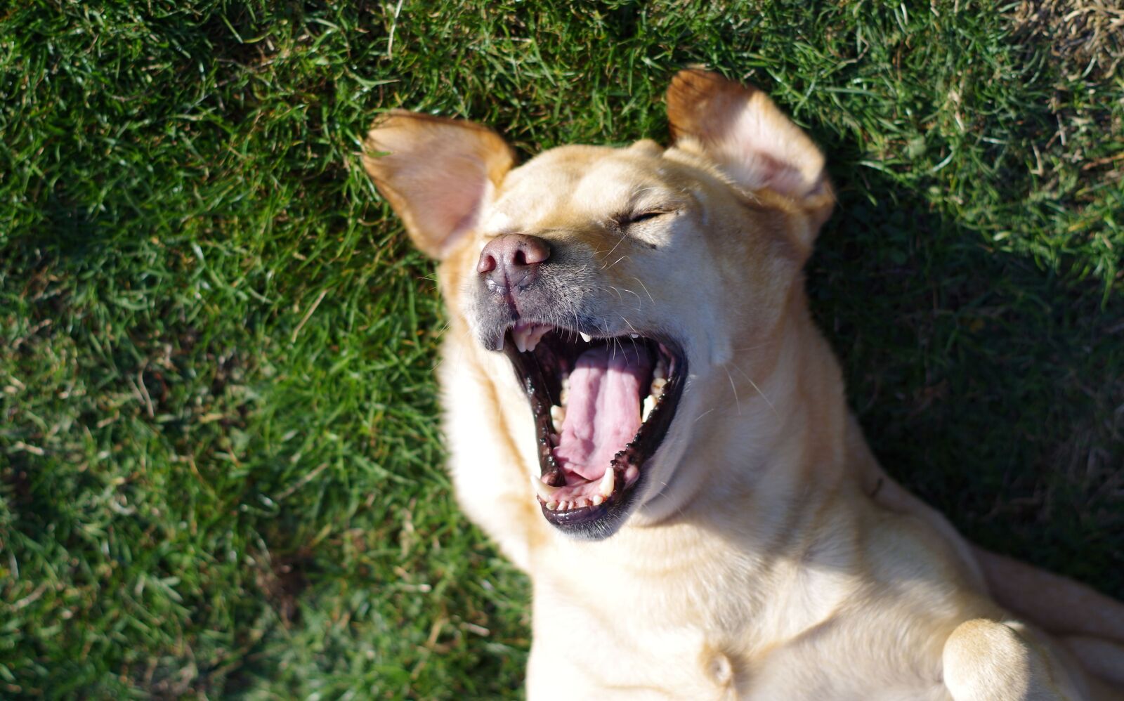 Pentax K-50 sample photo. Labrador, dog, funny photography
