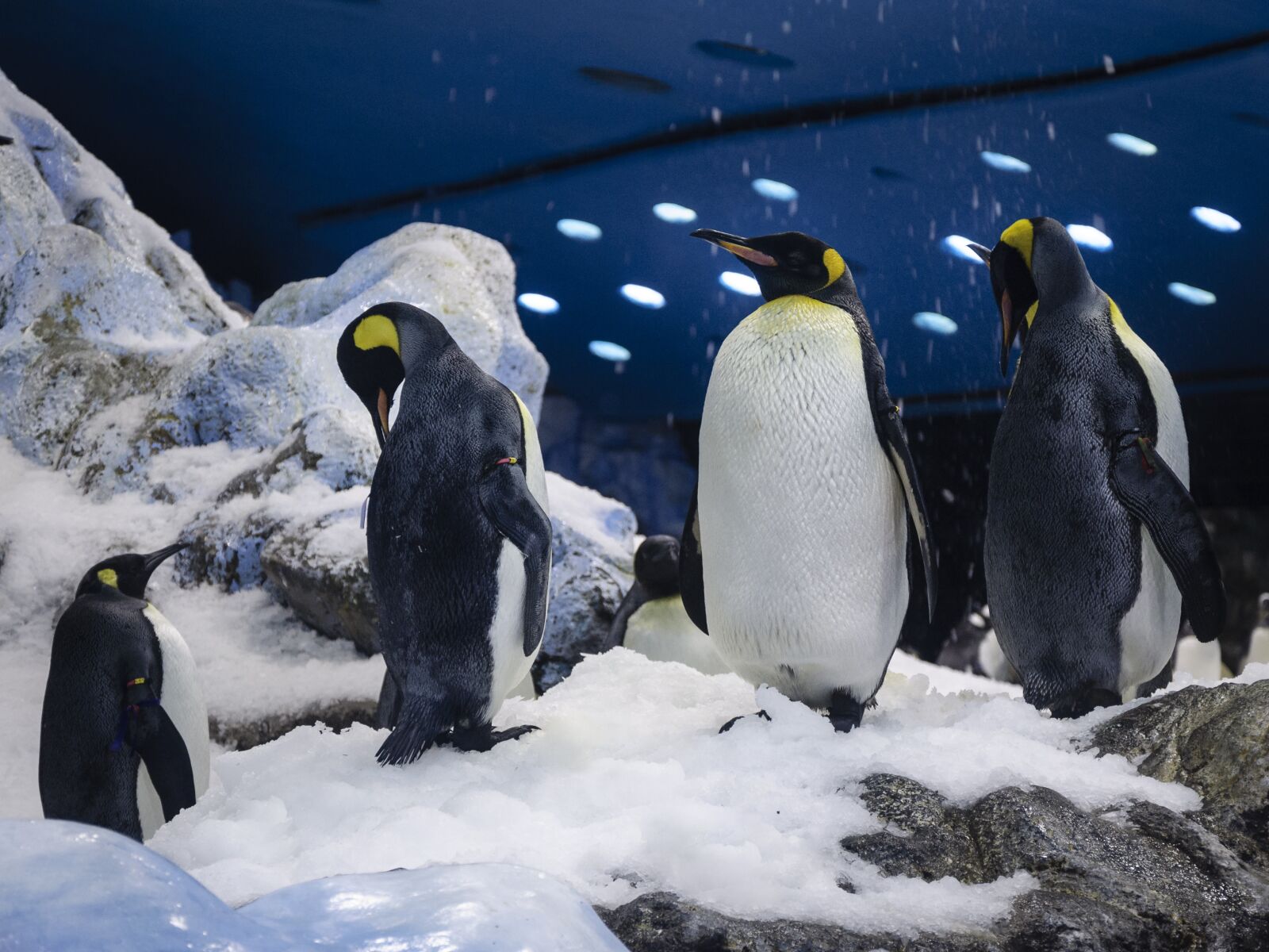 Nikon D5000 sample photo. Penguin, snow, antarctica photography