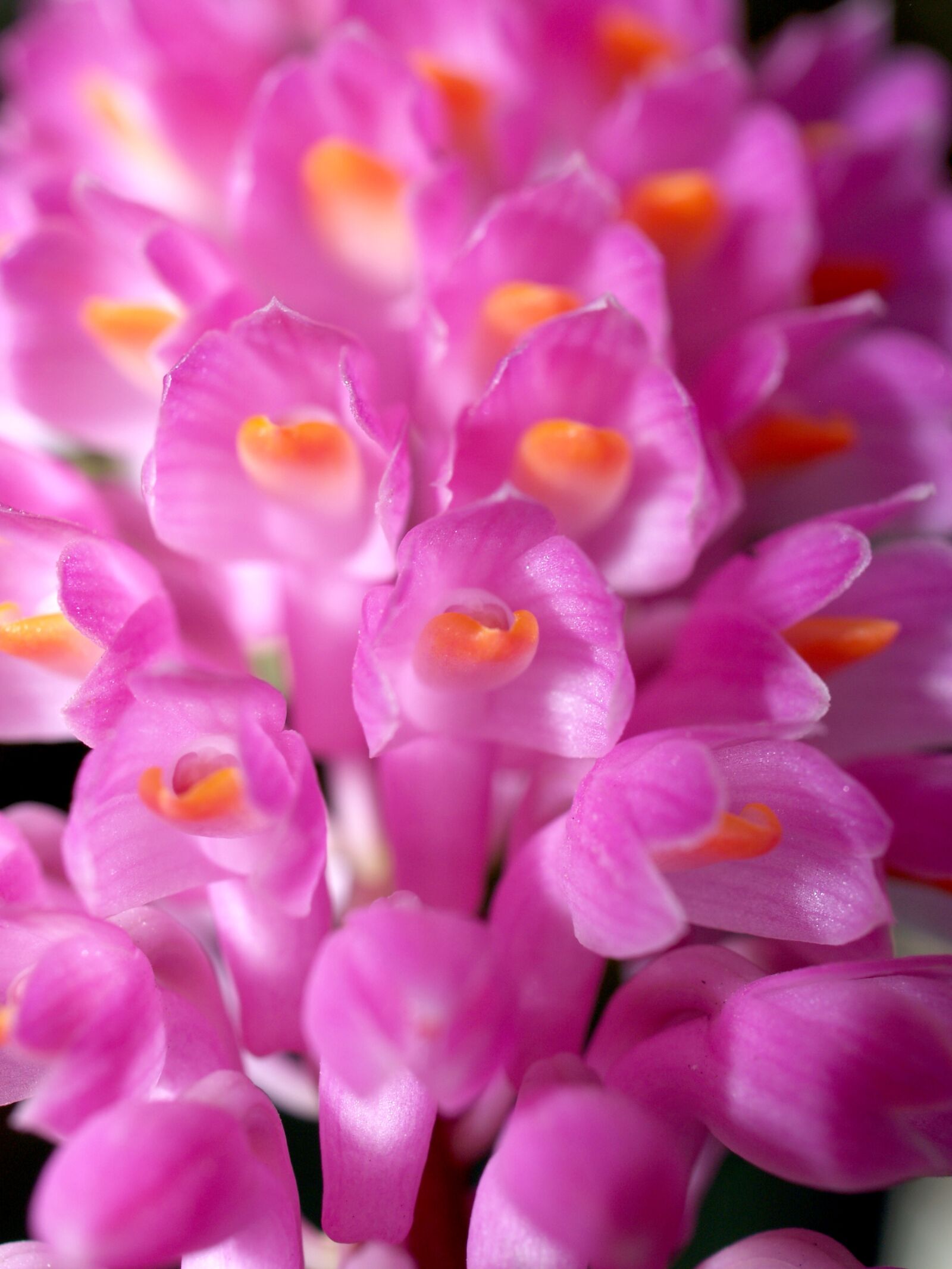 Olympus E-300 (EVOLT E-300) sample photo. Orchid, flower, bright photography