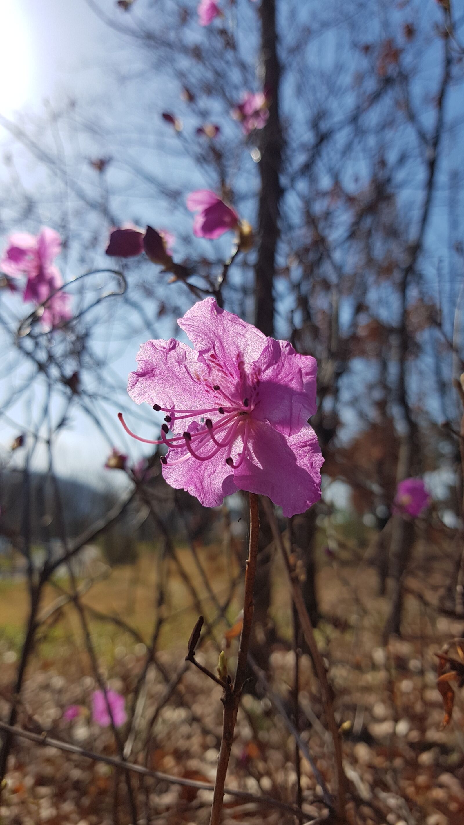 Samsung Galaxy S7 sample photo. Azalea, spring flowers, azalea photography