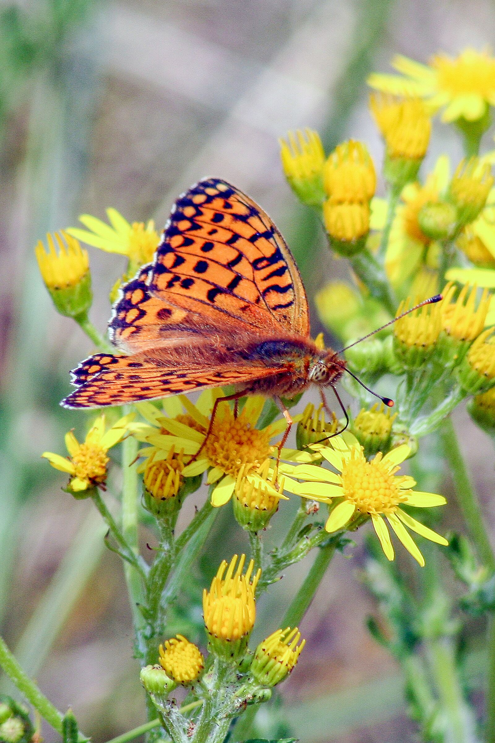 Canon EOS 350D (EOS Digital Rebel XT / EOS Kiss Digital N) sample photo. Butterfly, dark-green-fritillary, wings photography