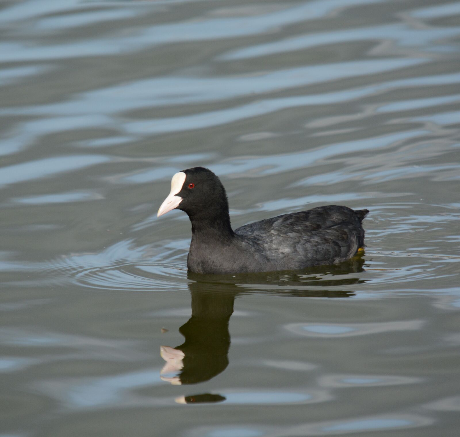 Nikon D7100 sample photo. Coot, swimming, paddling photography