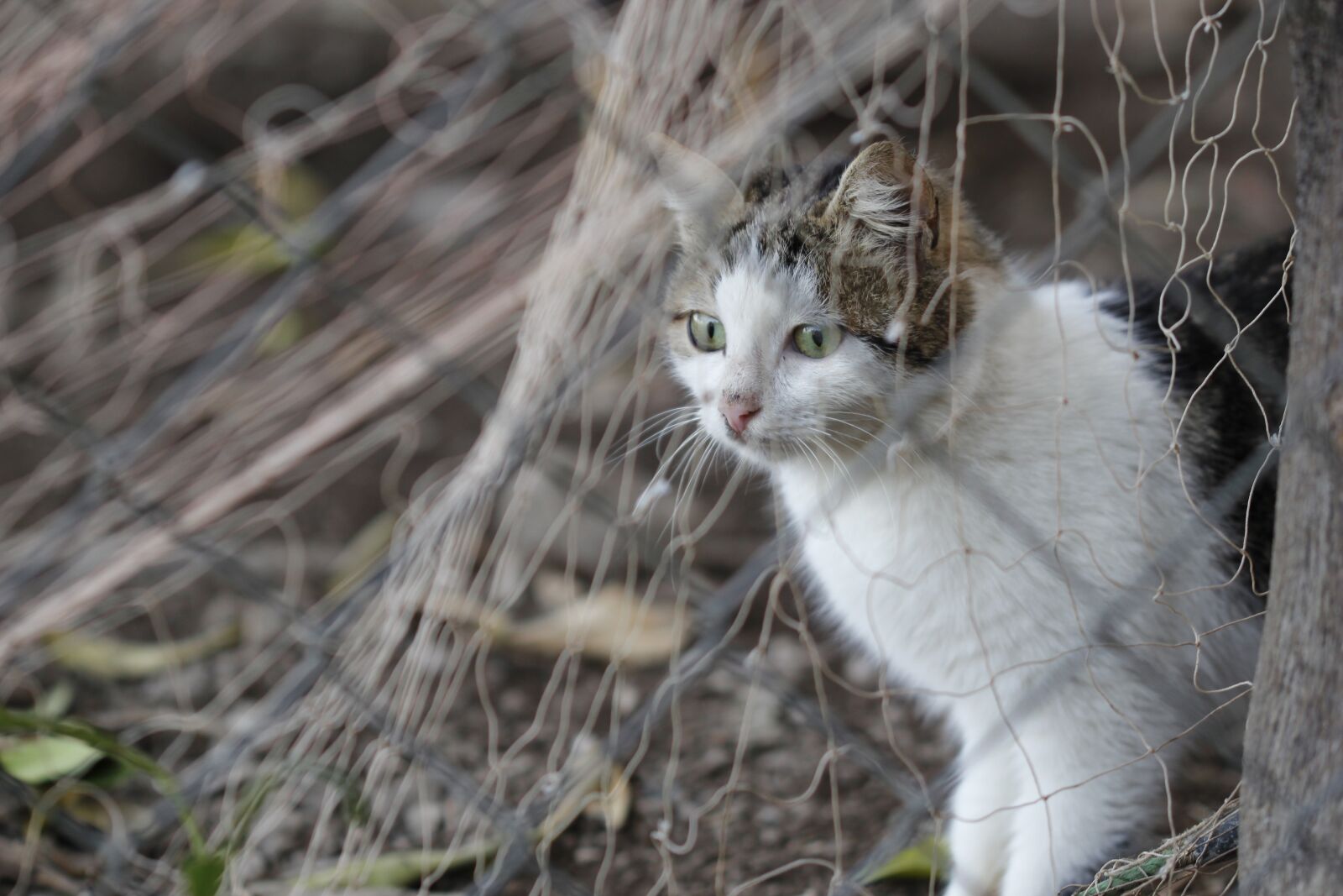 Canon EOS 550D (EOS Rebel T2i / EOS Kiss X4) sample photo. Cat, animal, animal portrait photography