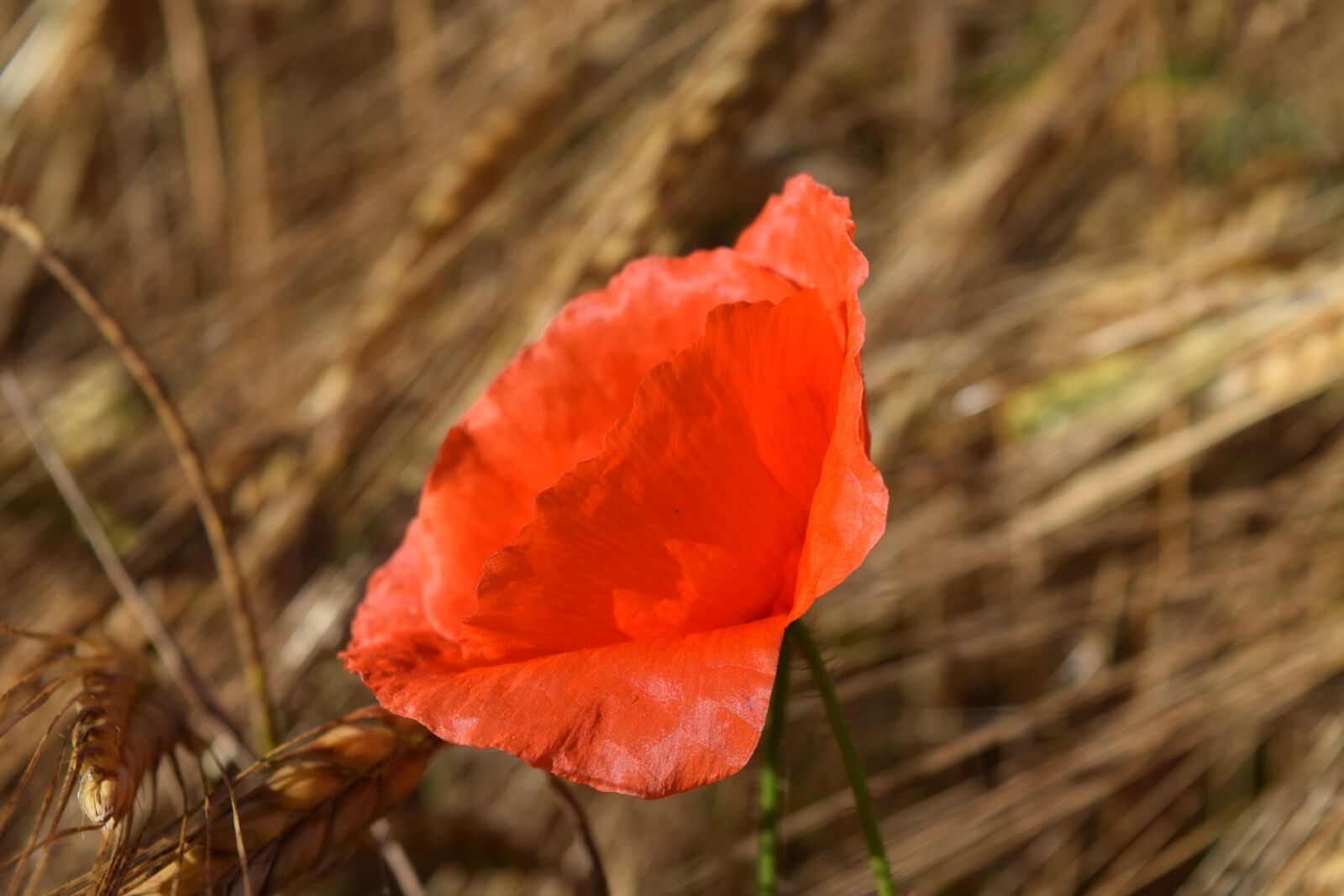 Nikon D3300 sample photo. Poppy, cornfield, barley field photography