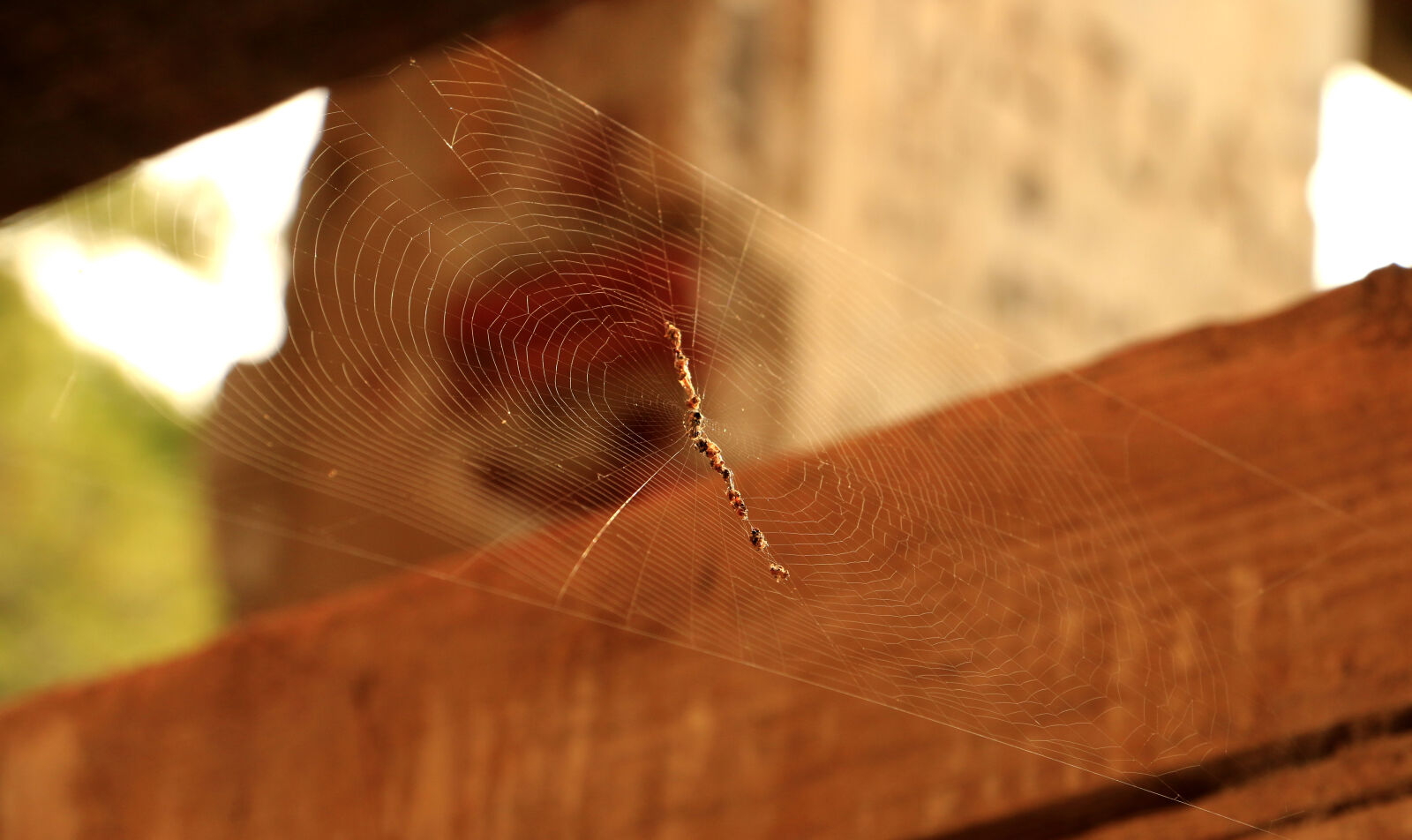 Canon EOS 70D sample photo. Nature, old, house, spider photography