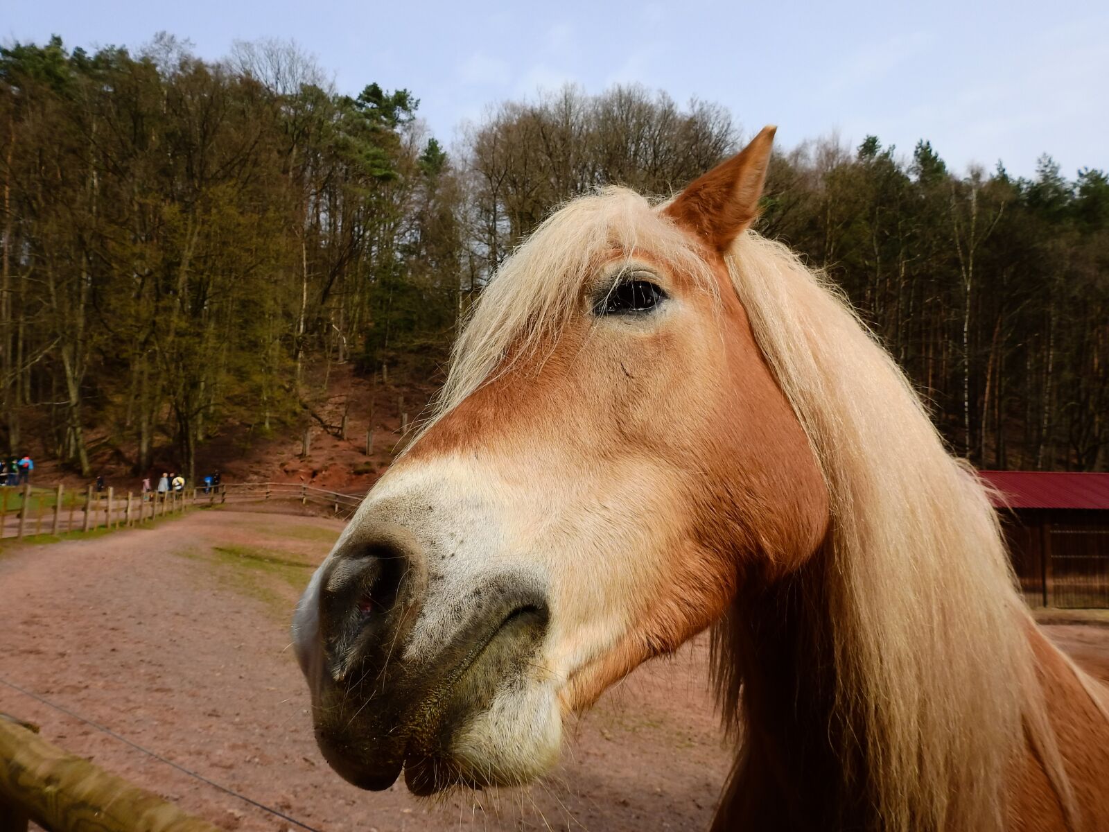 Nikon Coolpix P900 sample photo. Horse, gaul, livestock photography