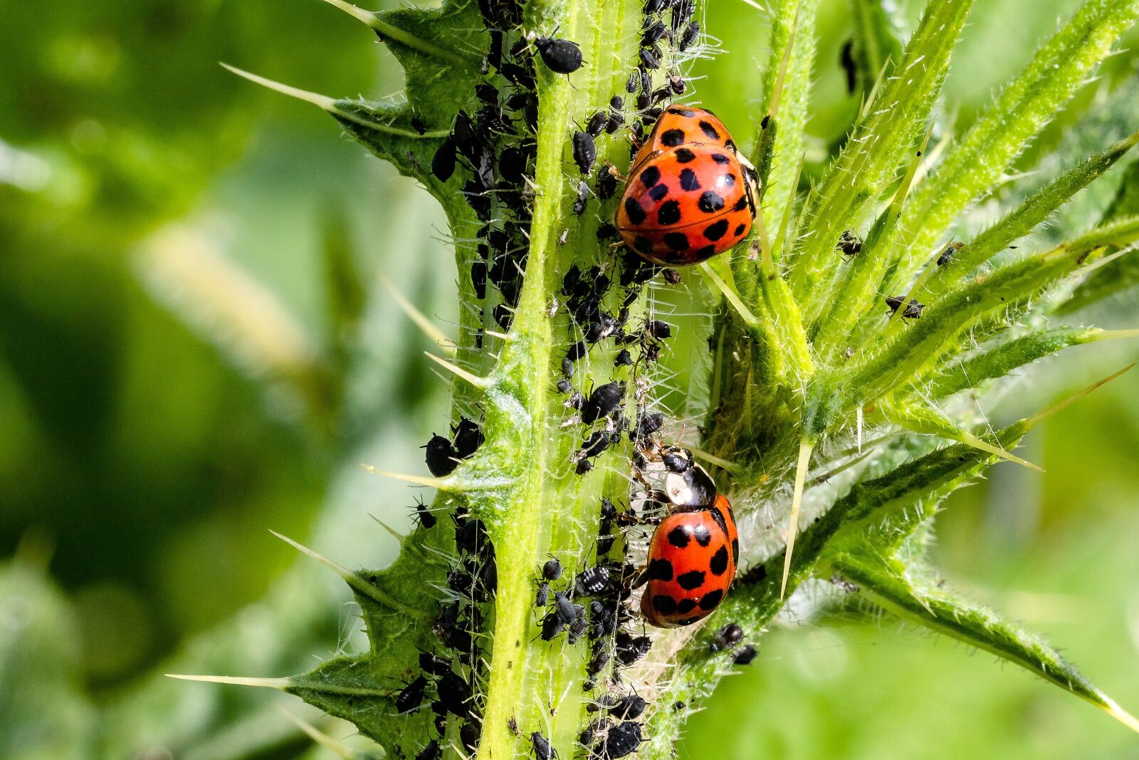 Canon EOS 750D (EOS Rebel T6i / EOS Kiss X8i) sample photo. Ladybug, asian ladybug, a photography