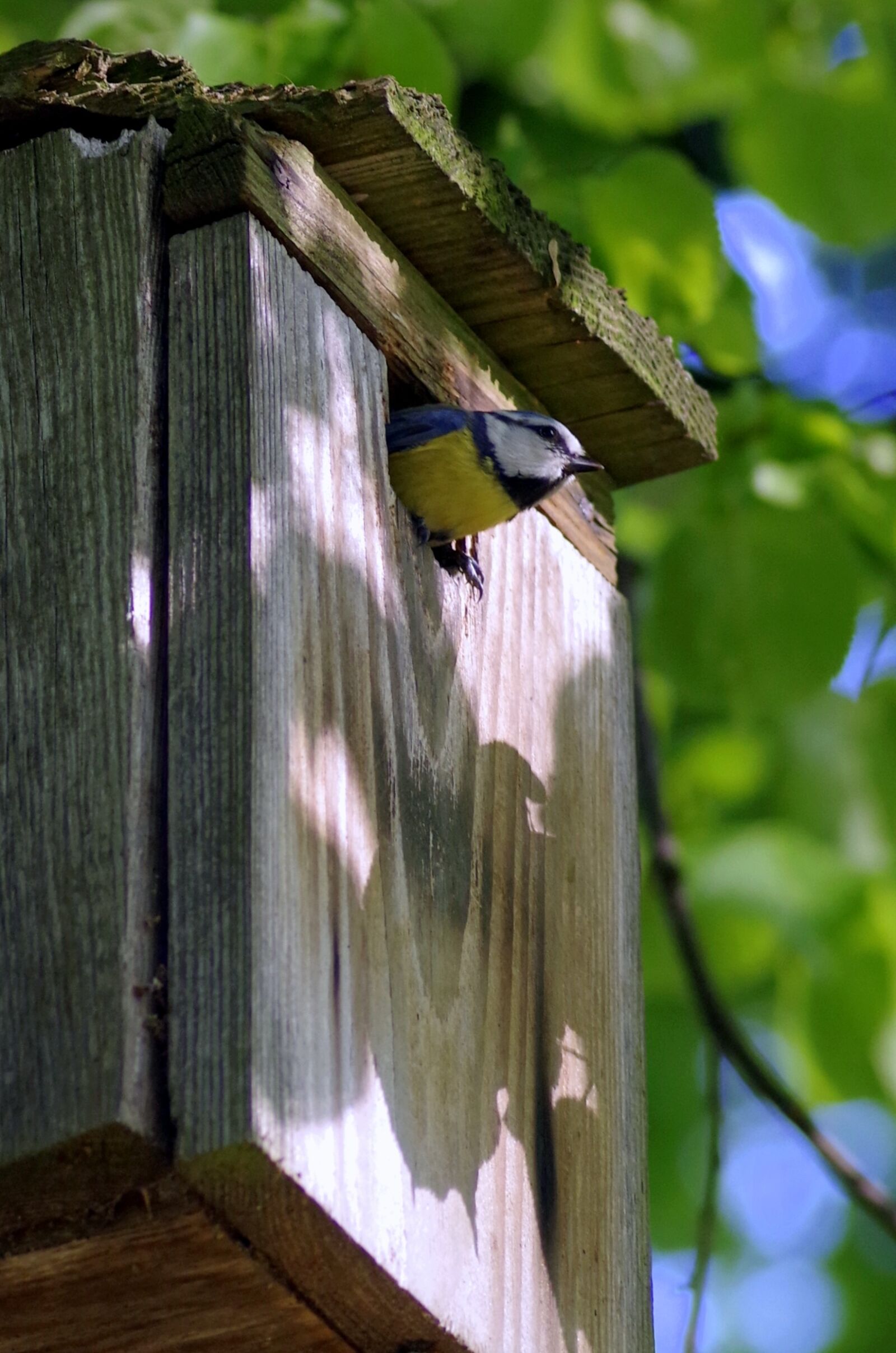 Pentax K-S2 sample photo. Chickadee, bird, breeding shed photography