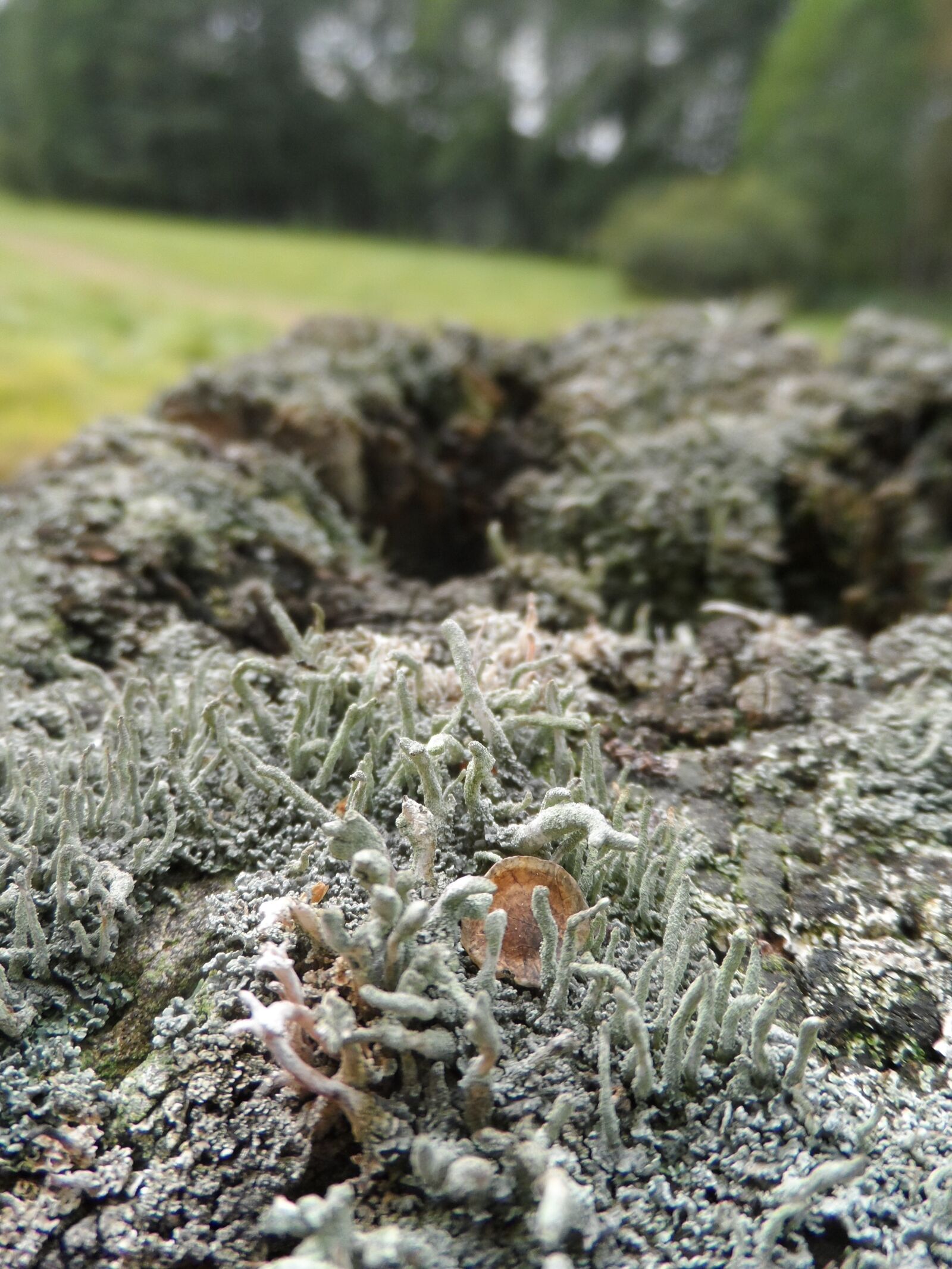 Samsung WB150 / WB150F / WB152 / WB152F / WB151 / WB151F / WB140 sample photo. Moss, the bark, tree photography