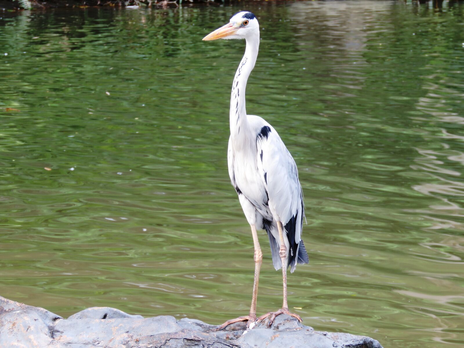 Canon PowerShot SX60 HS sample photo. Heron bird, resting, long photography
