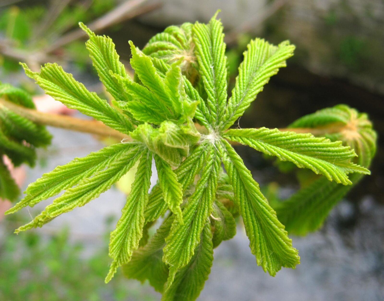 Canon PowerShot SD1200 IS (Digital IXUS 95 IS / IXY Digital 110 IS) sample photo. Young chestnut leaves, development photography
