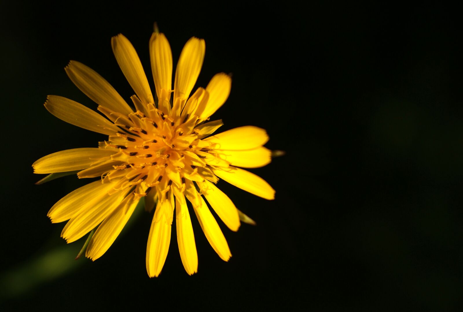 Sony Alpha DSLR-A200 sample photo. Flower, yellow, nature photography