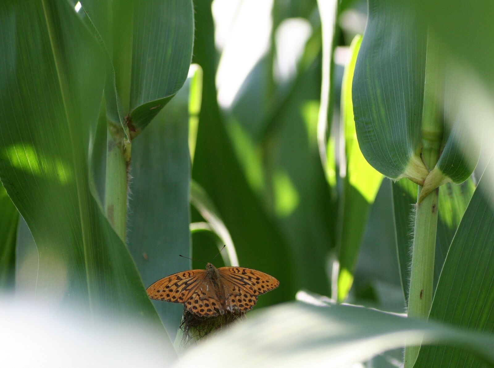 Canon EOS 350D (EOS Digital Rebel XT / EOS Kiss Digital N) sample photo. Butterfly, corn, leaves photography