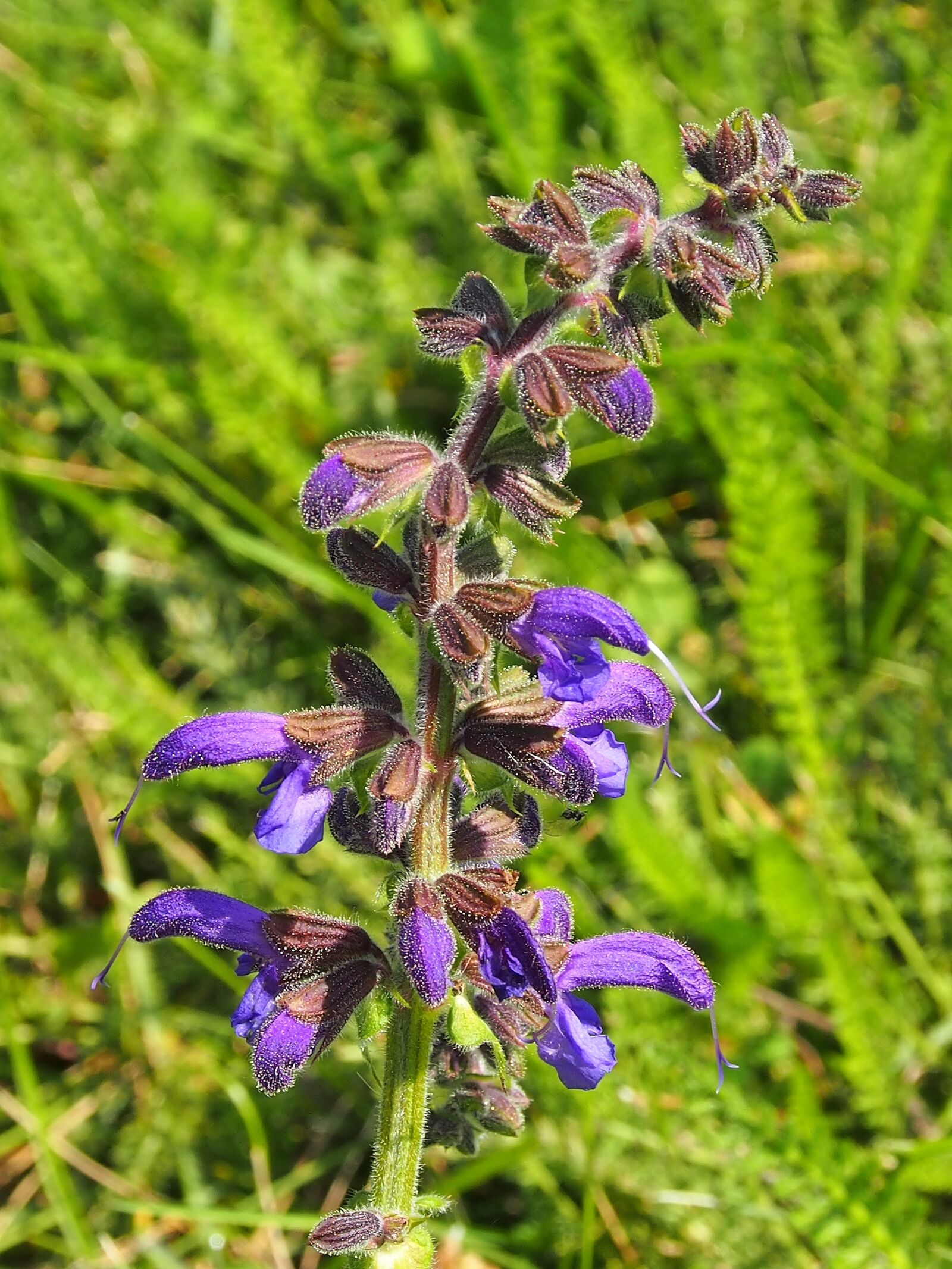 Olympus OM-D E-M5 sample photo. Purple, flower, nature photography