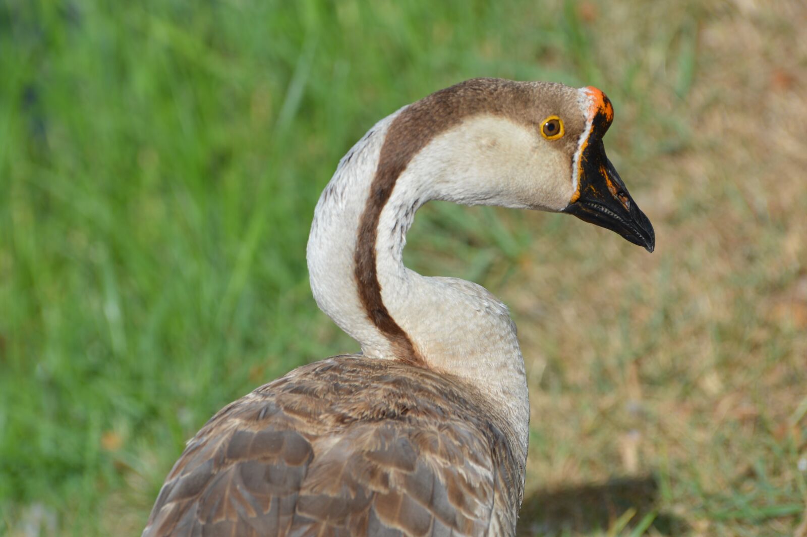 Nikon D3200 sample photo. Goose, animal, duck photography