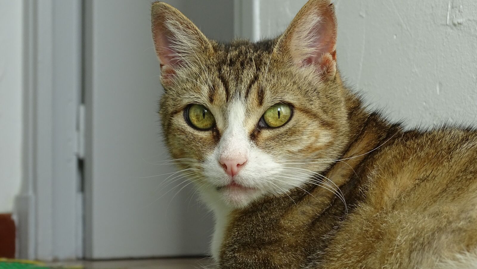 Sony Cyber-shot DSC-HX400V sample photo. Cat, animals, feline photography