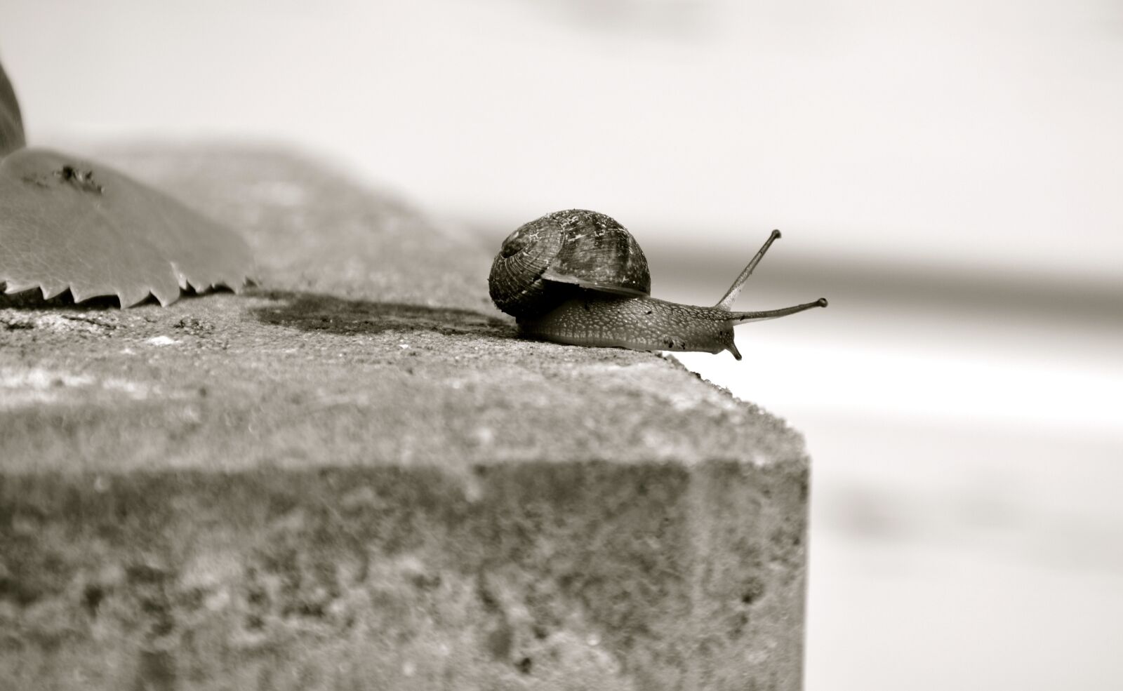 Nikon D7100 sample photo. Snail, cochlea, garden photography