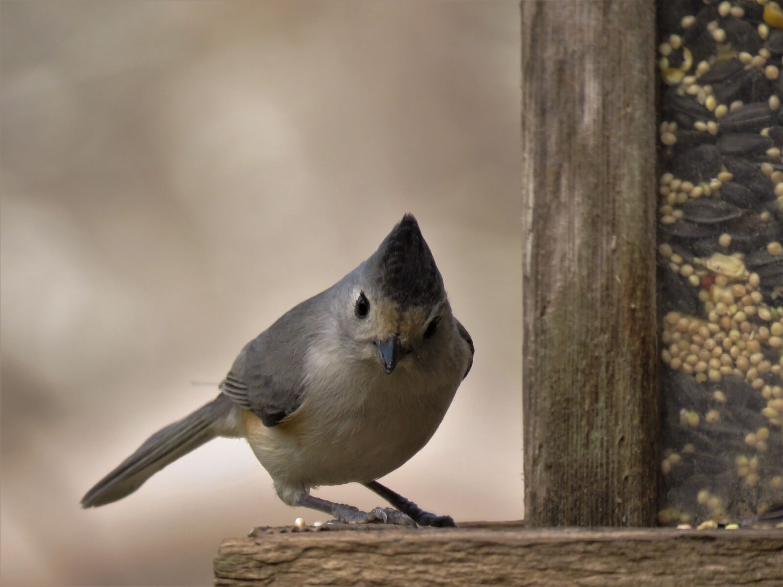 Canon PowerShot SX60 HS sample photo. Bird, wildlife, nature photography