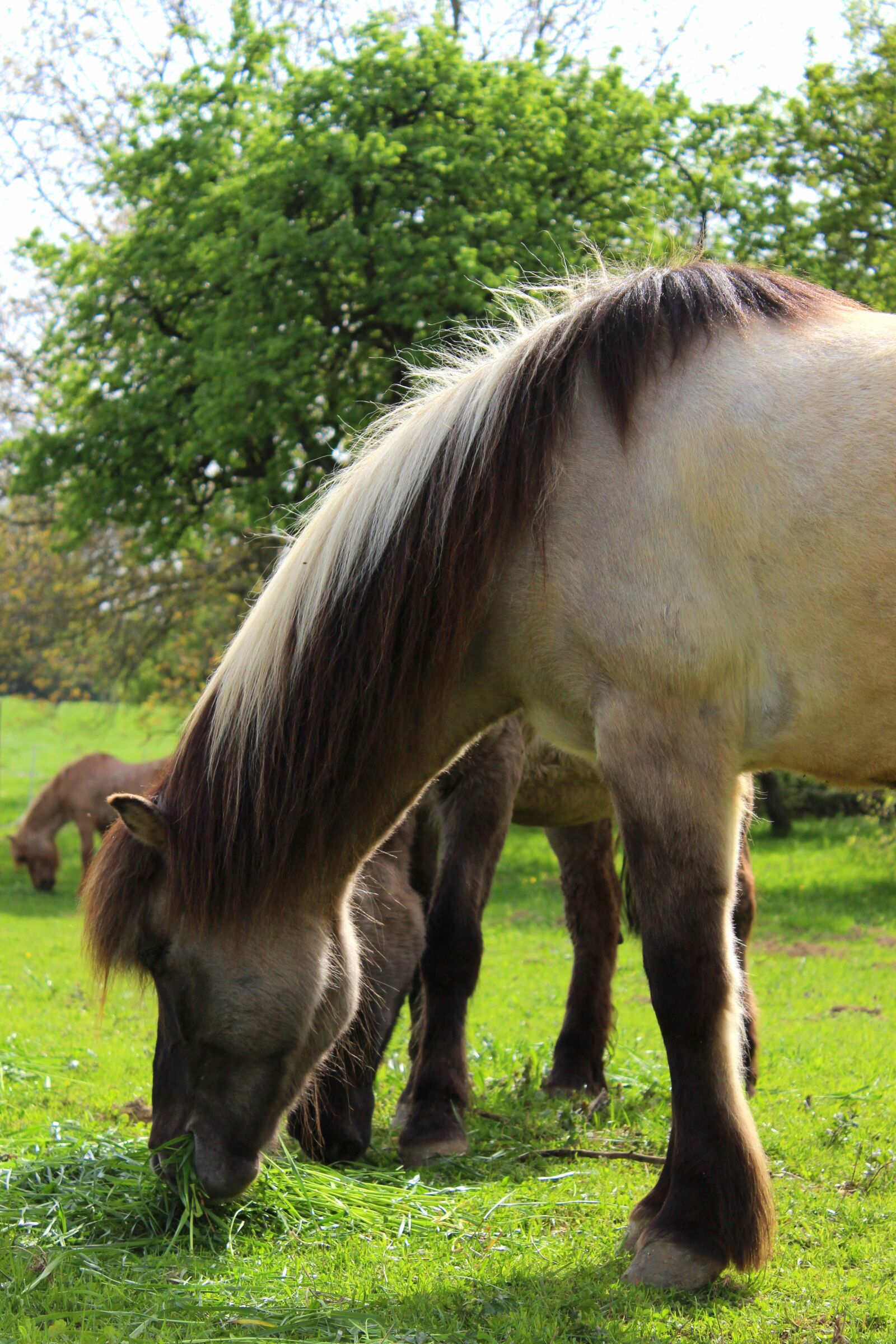 Canon EOS 600D (Rebel EOS T3i / EOS Kiss X5) sample photo. Horse, pasture, graze photography