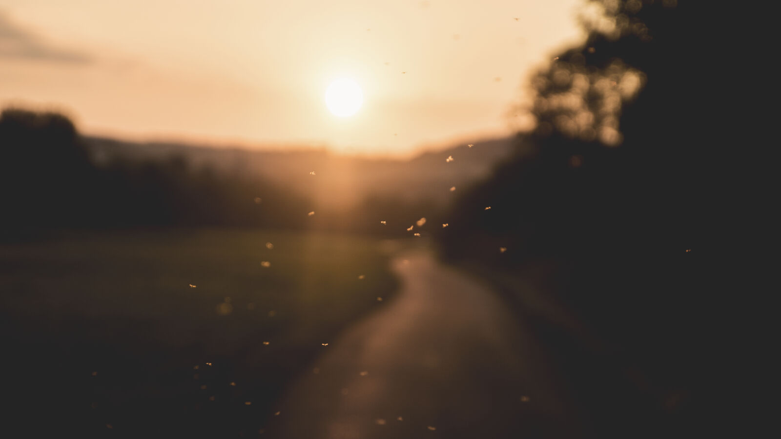 24-70mm F2.8-2.8 SSM sample photo. Evening, flying, sunset, way photography