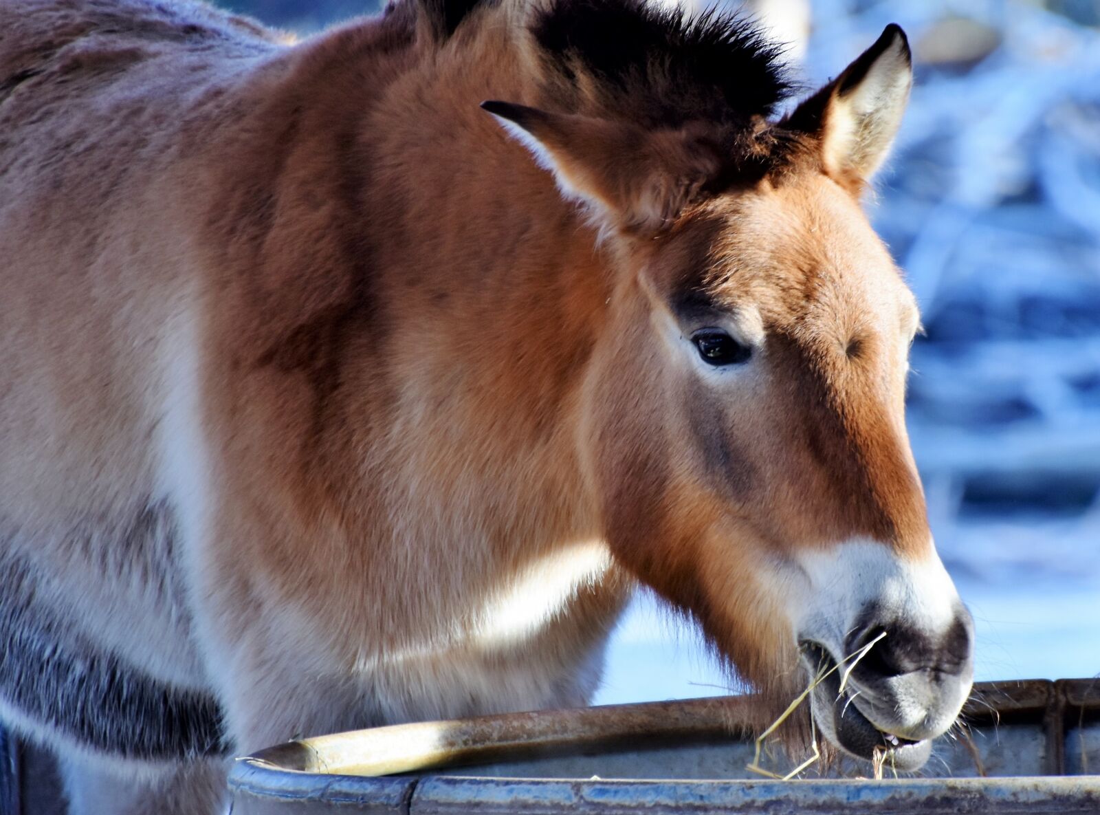 Nikon D7200 sample photo. Mule, muli, donkey photography