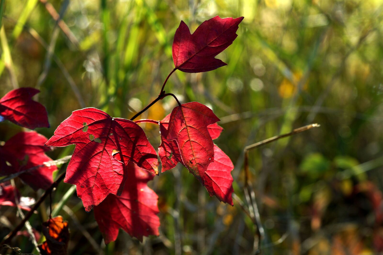 Sony SLT-A58 + Minolta AF 100mm F2.8 Macro [New] sample photo. Autumn foliage, leaves, nature photography