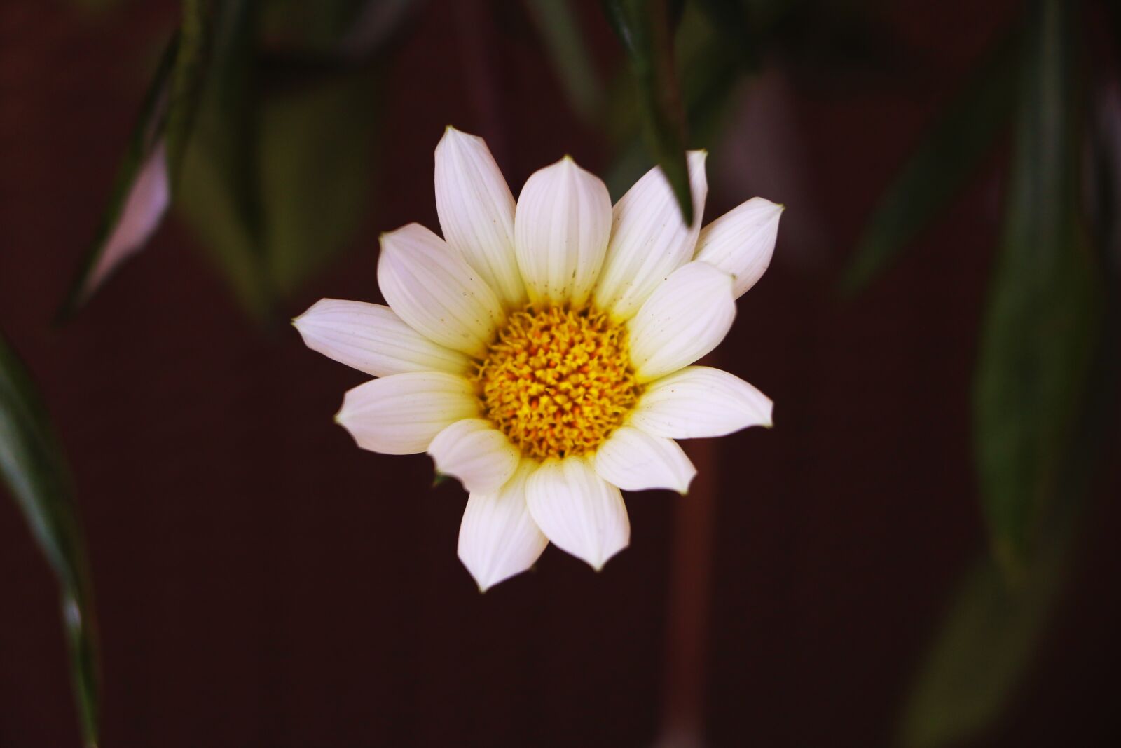 Canon EOS 70D sample photo. Flower, white, bloom photography