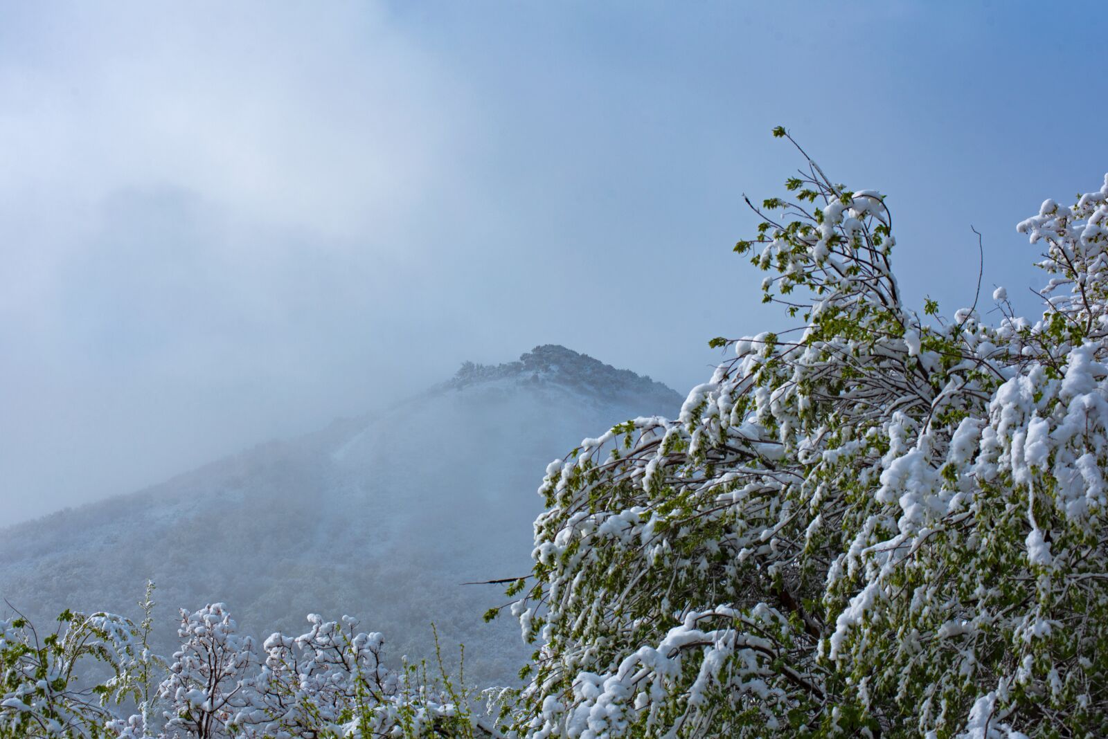 Nikon D750 sample photo. Mountain, fog, mountains photography