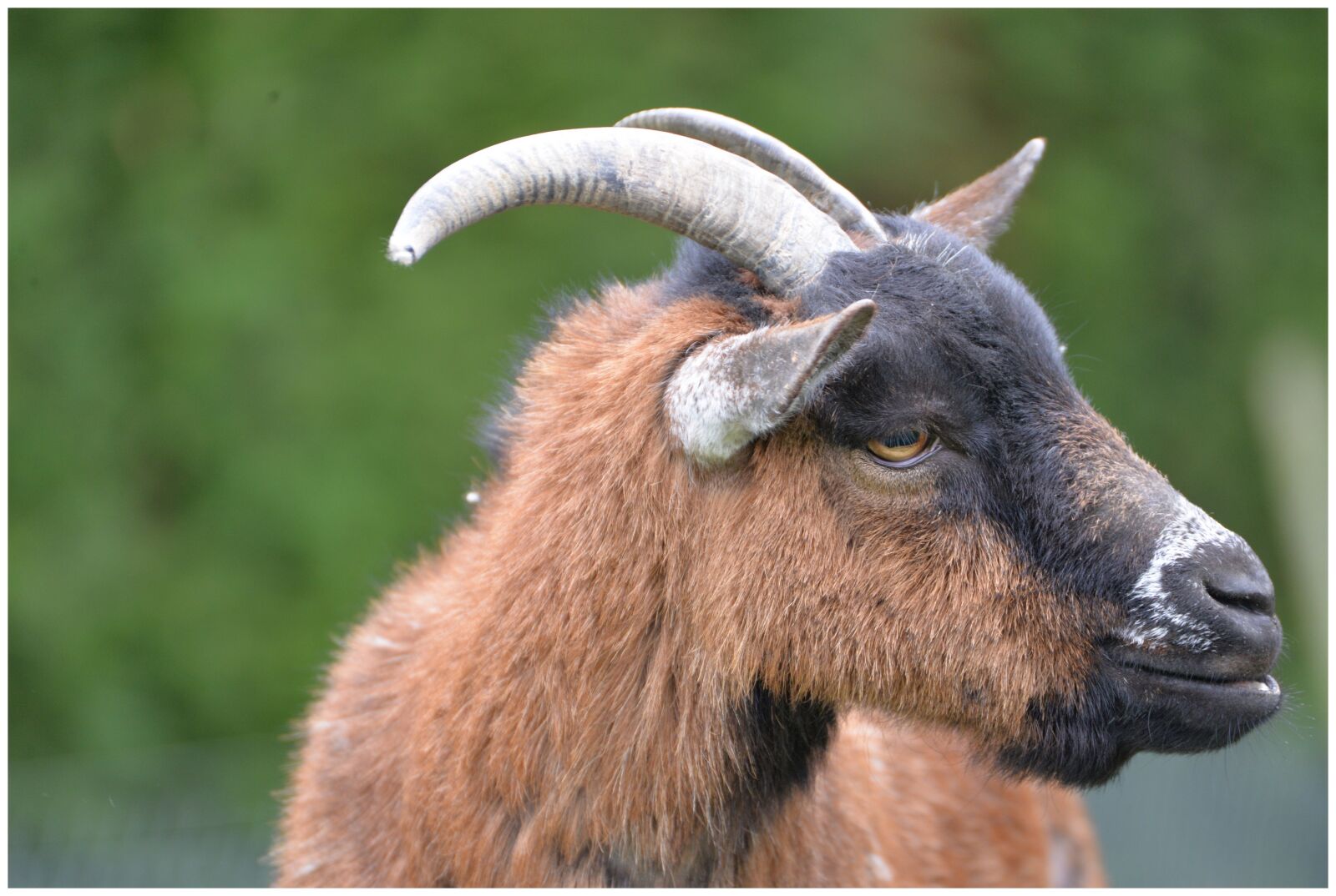 Nikon D610 sample photo. Goat, nature, farm photography