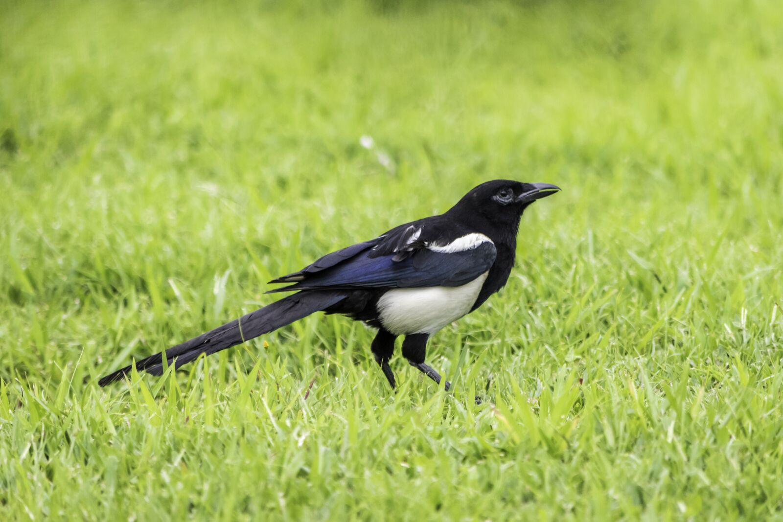 Nikon D5500 sample photo. Grass, nature, bird photography