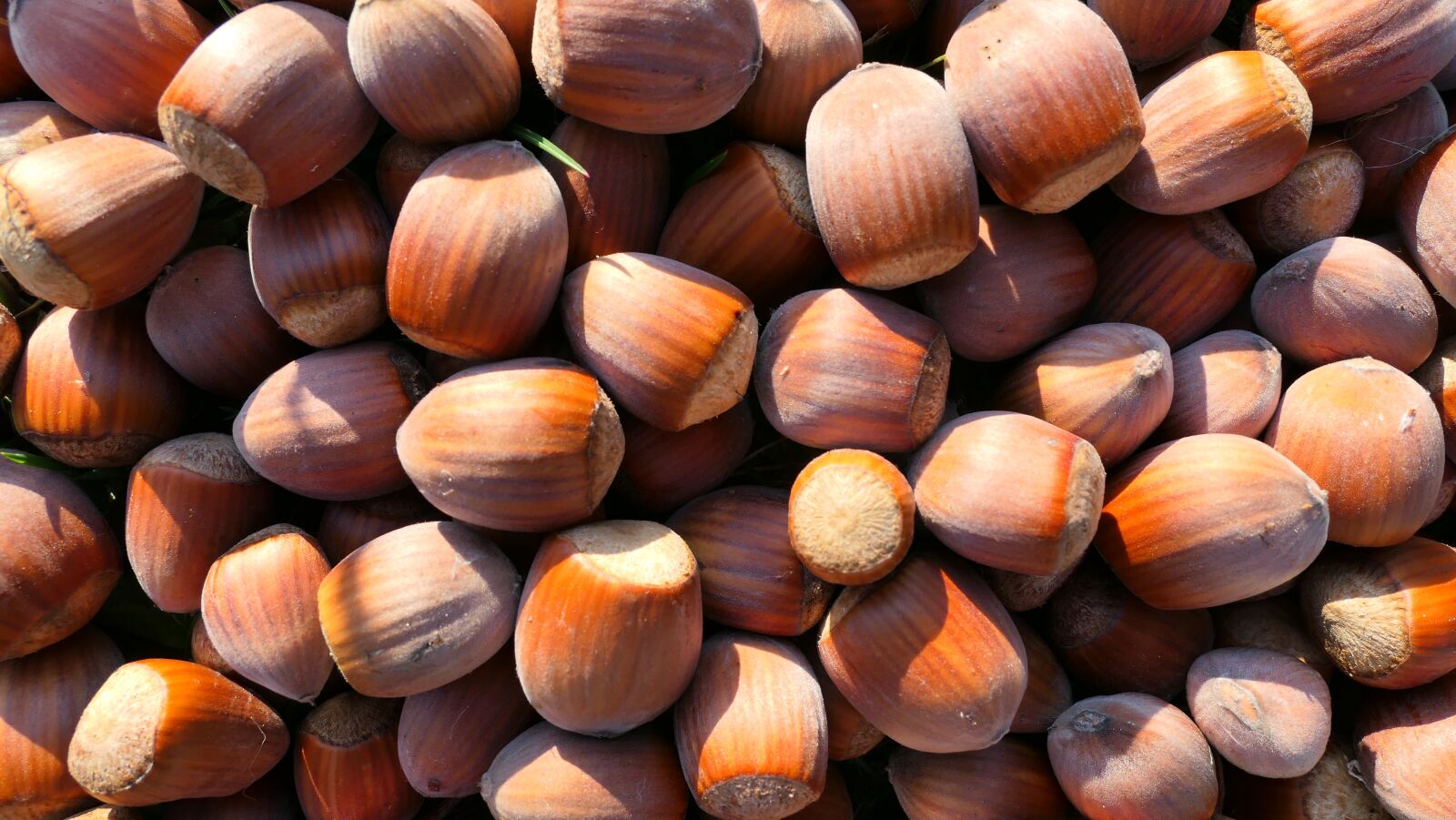 Panasonic Lumix DMC-LX10 (Lumix DMC-LX15) sample photo. Hazelnuts, fruit, hazel photography