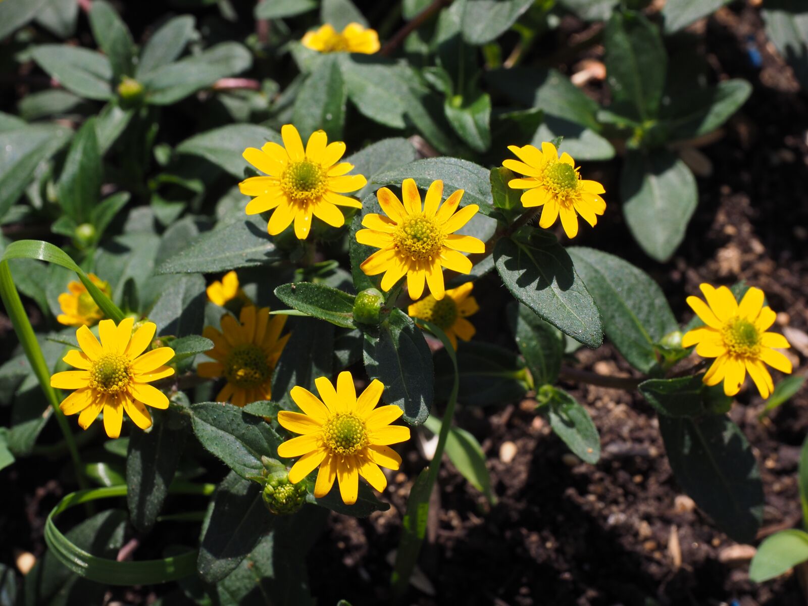 Olympus OM-D E-M1 + Olympus M.Zuiko Digital ED 12-40mm F2.8 Pro sample photo. Hussar button, flowers, yellow photography