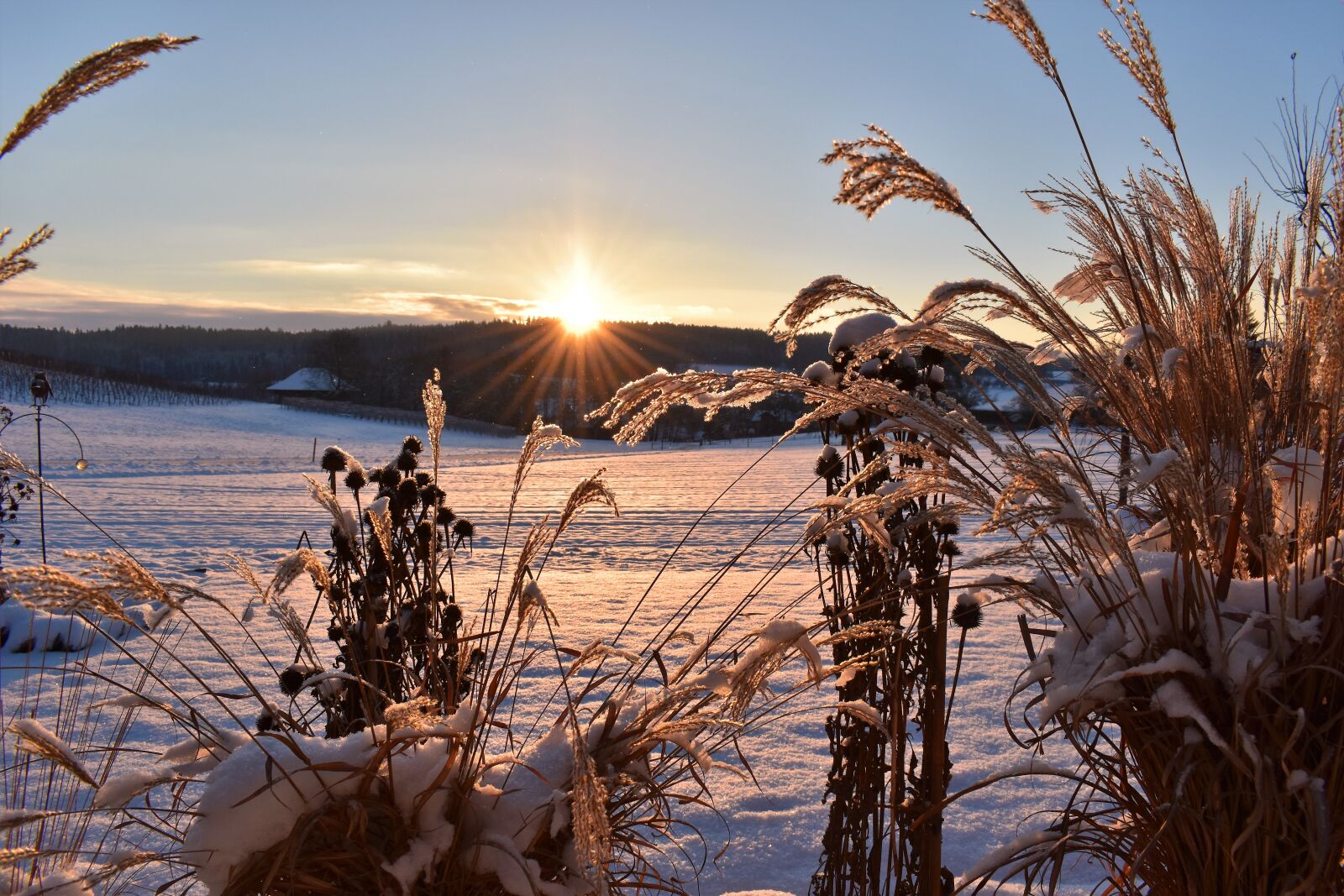 Nikon D5500 sample photo. Grasses, winter, snow photography