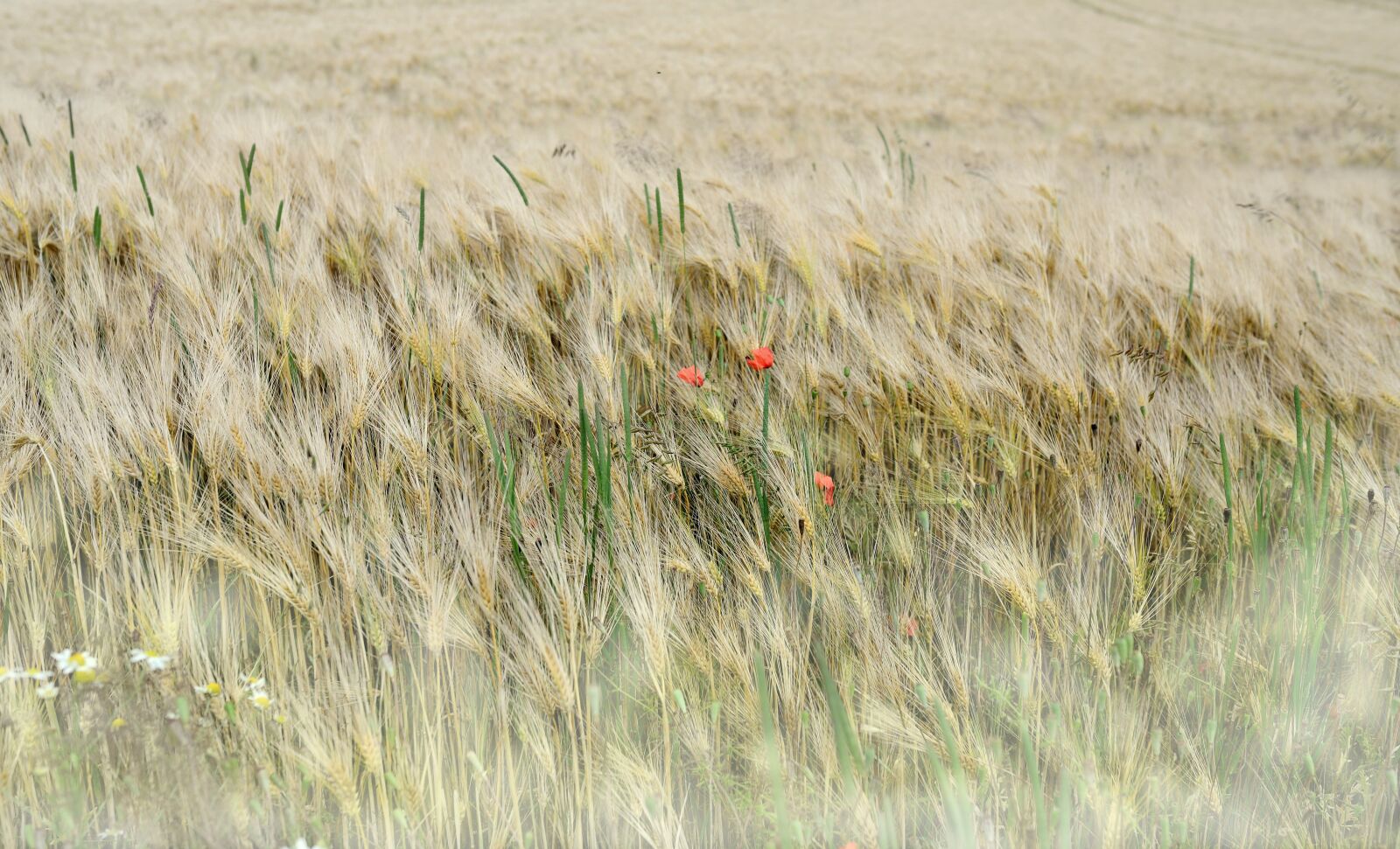 Nikon D610 sample photo. Barley, barley field, cereals photography