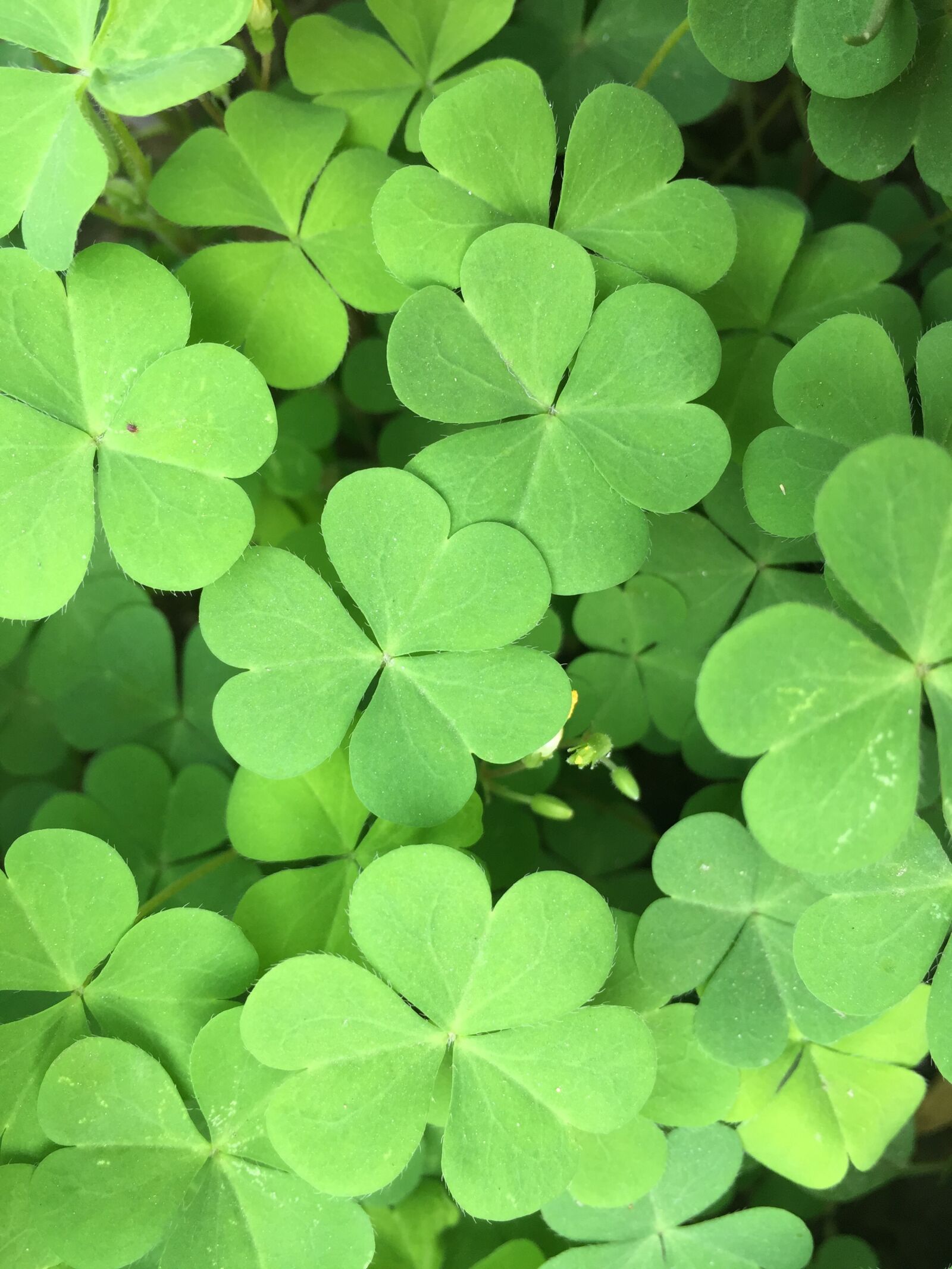 Apple iPhone 6 sample photo. Nature, wallpaper, weeds photography