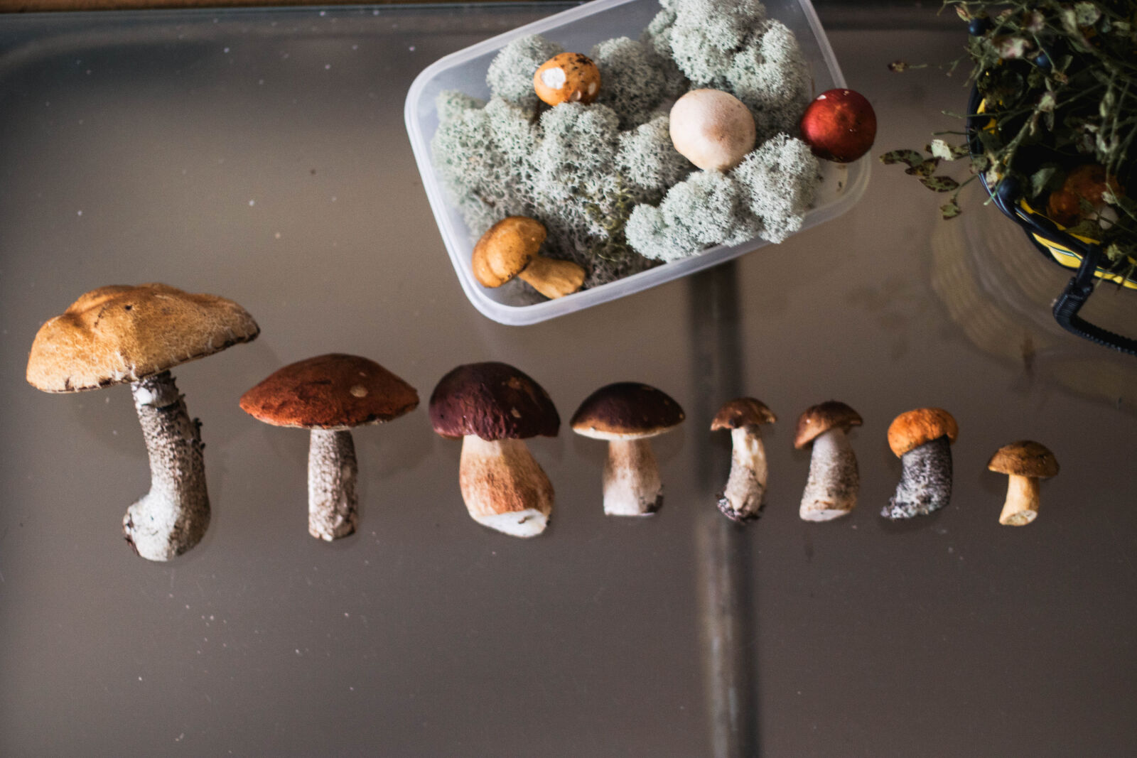 Canon EOS 760D (EOS Rebel T6s / EOS 8000D) + Canon EF 50mm F1.4 USM sample photo. Row, of, different, mushrooms photography