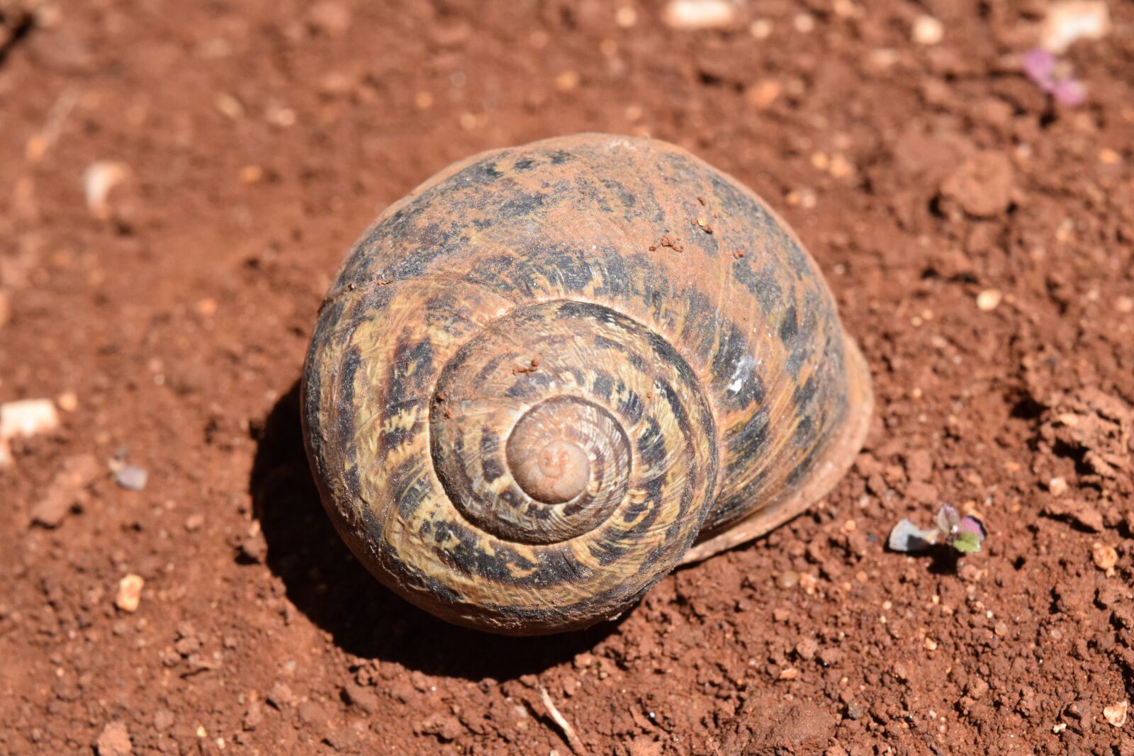 Nikon D3300 sample photo. Shell, earth, snail photography