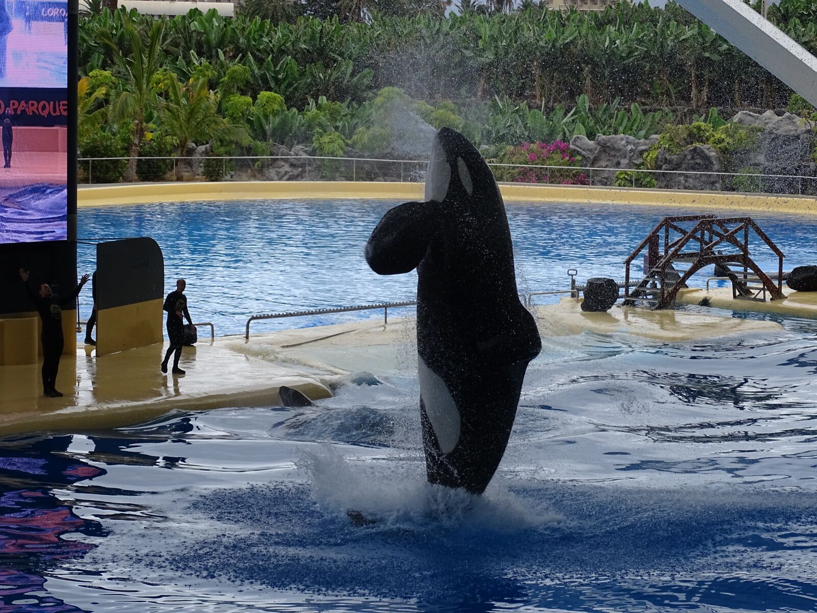 Sony Cyber-shot DSC-HX400V sample photo. Orka, killer whale, aquarium photography