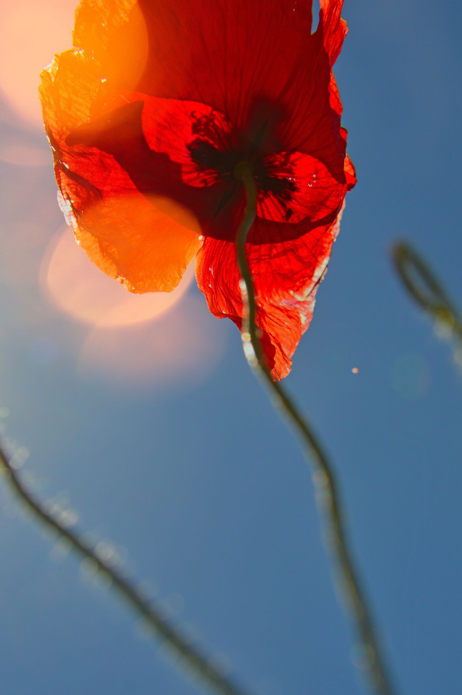 Nikon D3200 sample photo. Poppy, red, summer flower photography