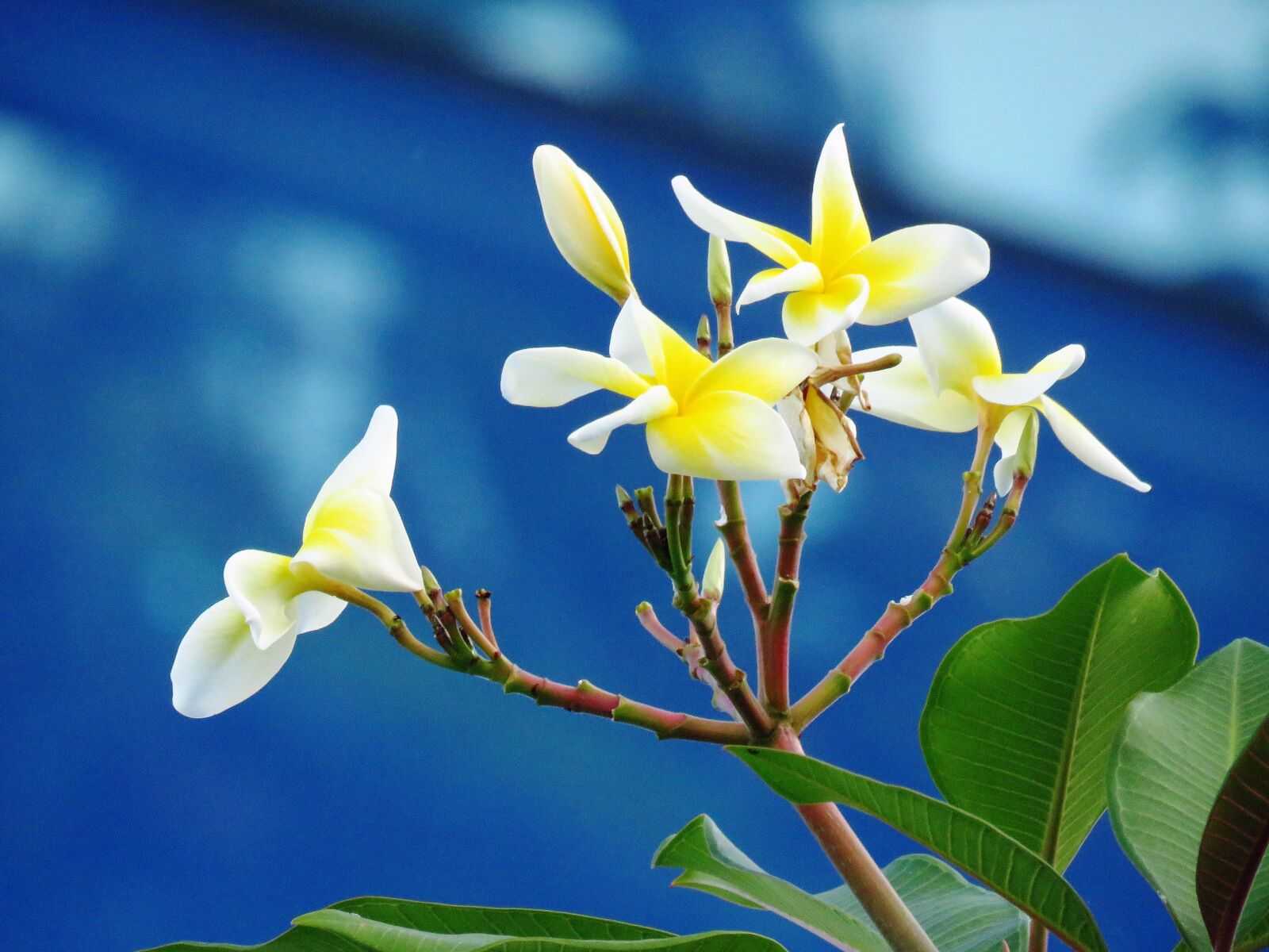 Canon PowerShot SX60 HS sample photo. Flower, close up, nature photography