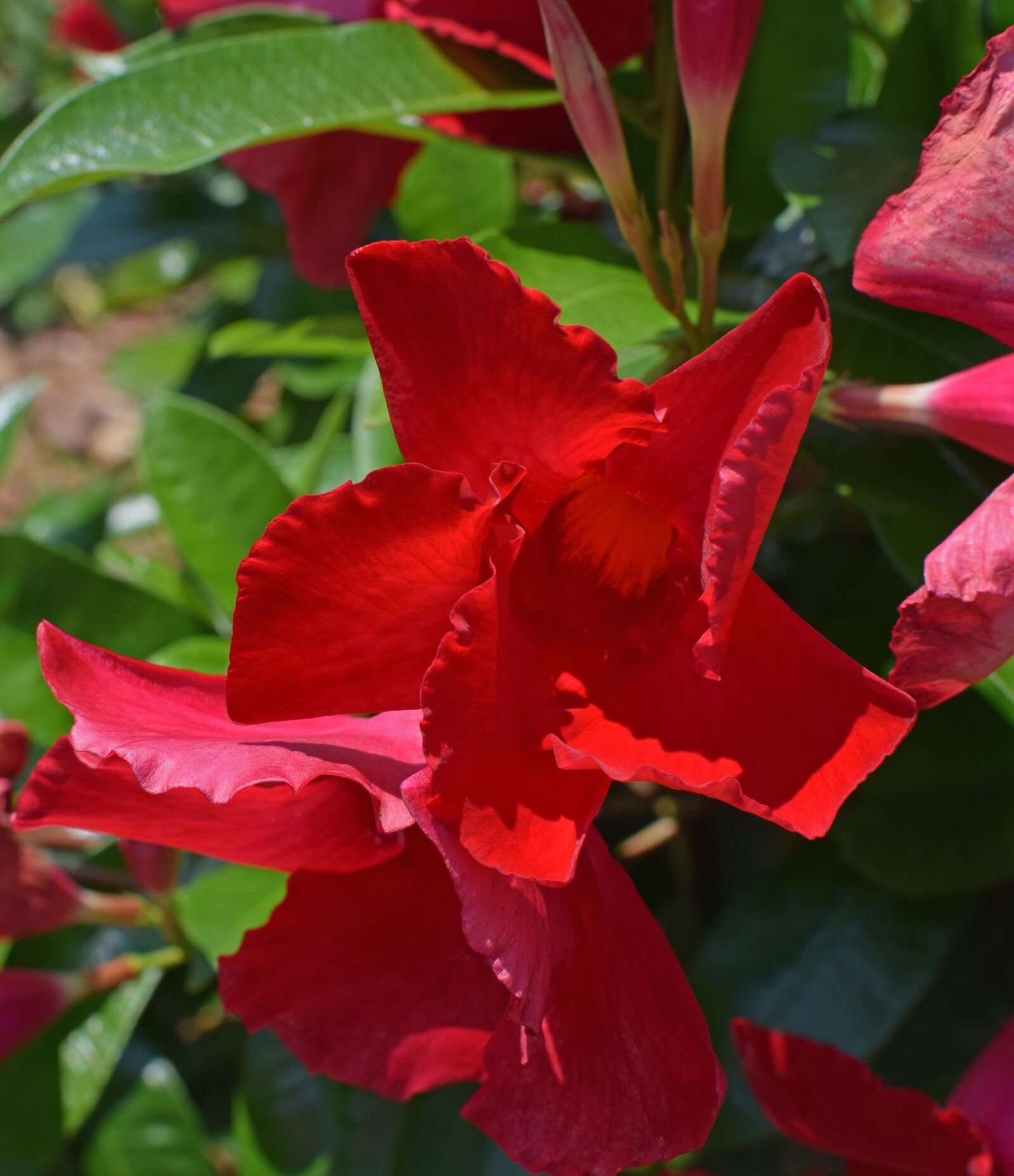 Nikon D3300 sample photo. Red mandevilla vine, tropical photography
