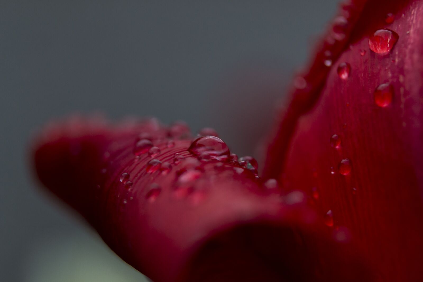 Nikon D3100 sample photo. Red, flower, rain drops photography