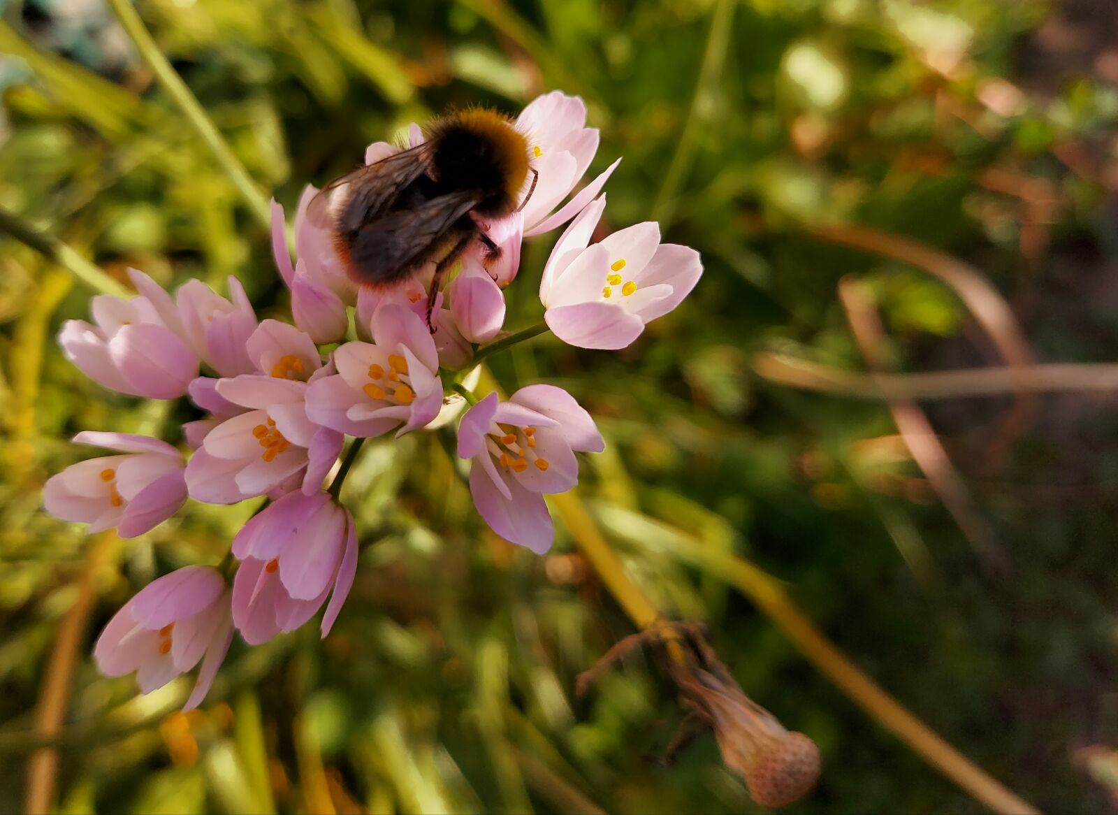 Samsung SM-G770F sample photo. Bee, pink flower, rosy photography