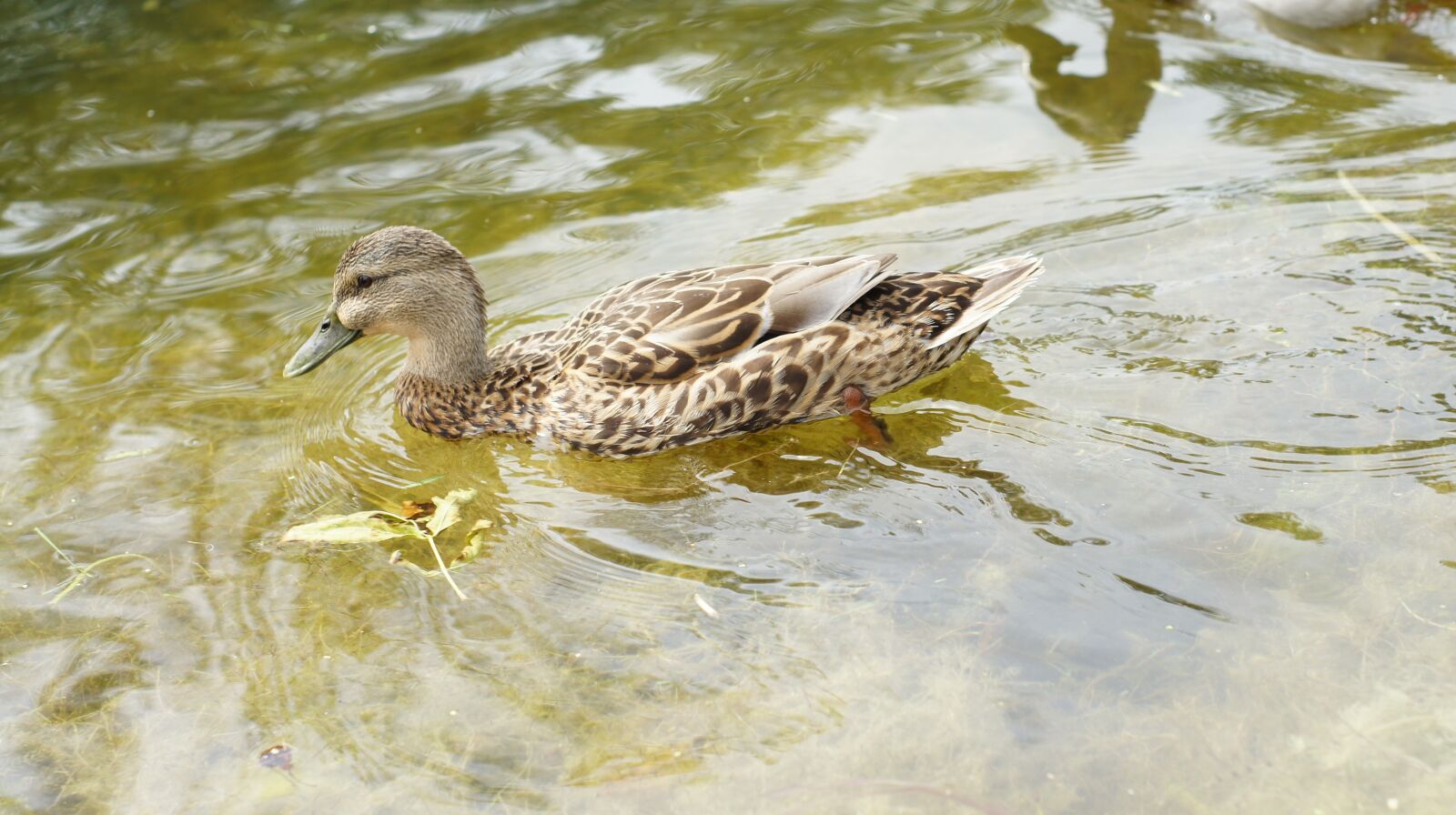 Sony SLT-A33 sample photo. Nature, duck, lake photography