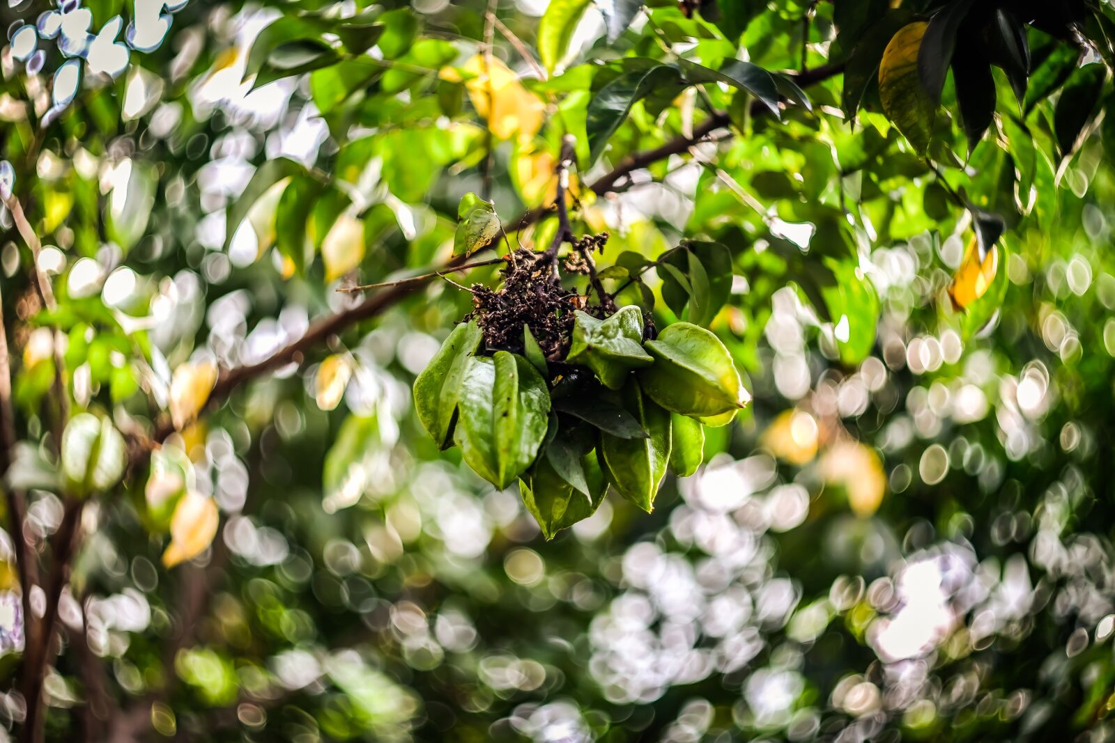 Fujifilm X-T20 sample photo. Fruit, star fruit, nature photography