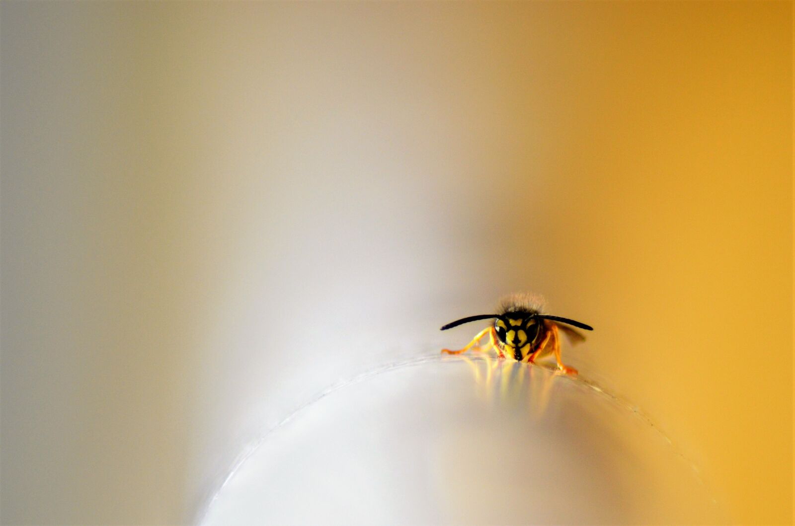 Nikon D5100 sample photo. Wasp, insect, nature photography