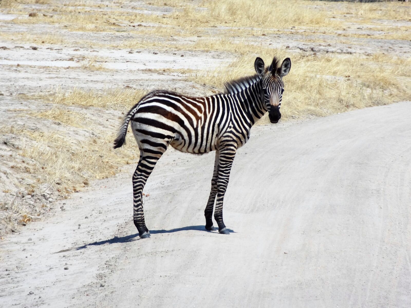 Sony Cyber-shot DSC-HX9V sample photo. Zebra, africa, safari photography