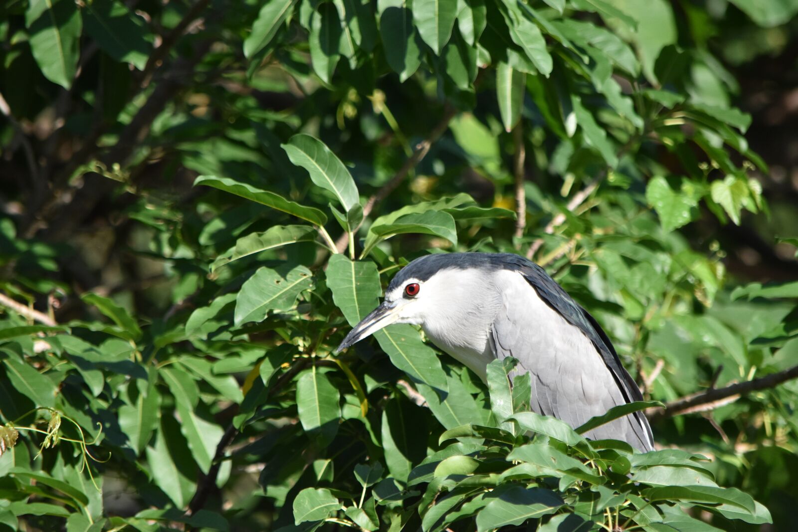 Nikon D5500 sample photo. Night heron, bird, nature photography